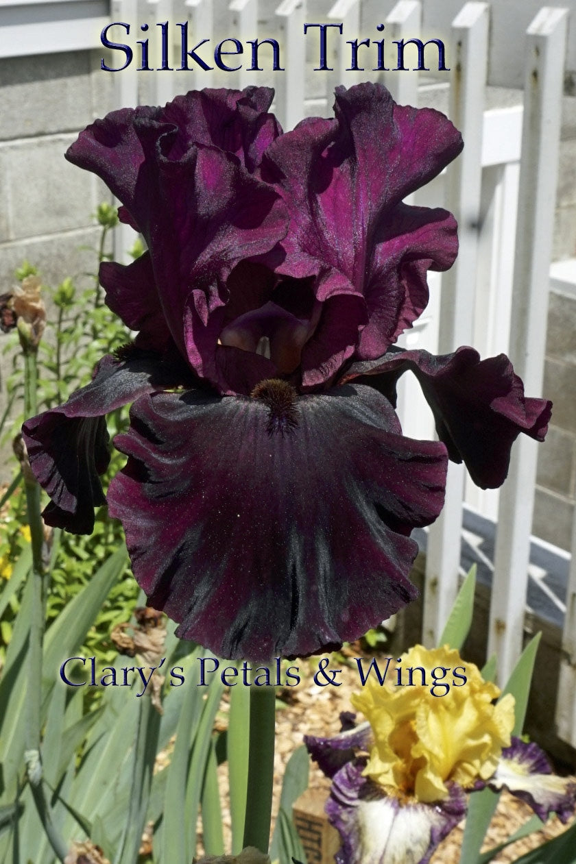 SILKEN TRIM - 2012 - TB