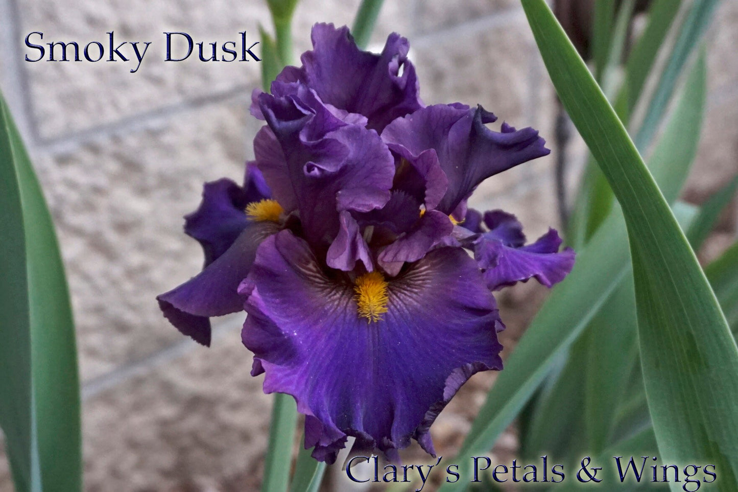 SMOKY DUSK -2017 - TB