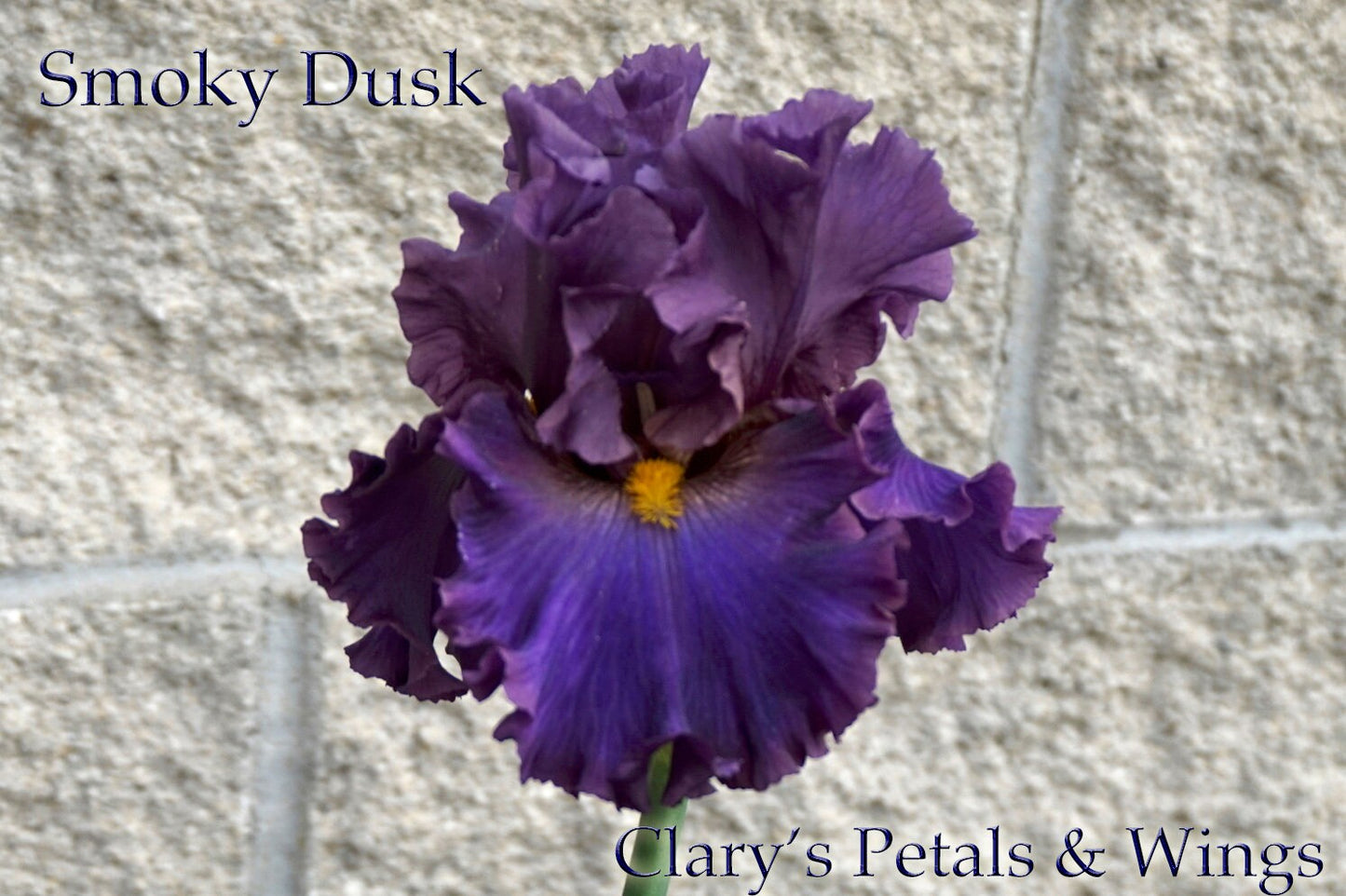 SMOKY DUSK -2017 - TB