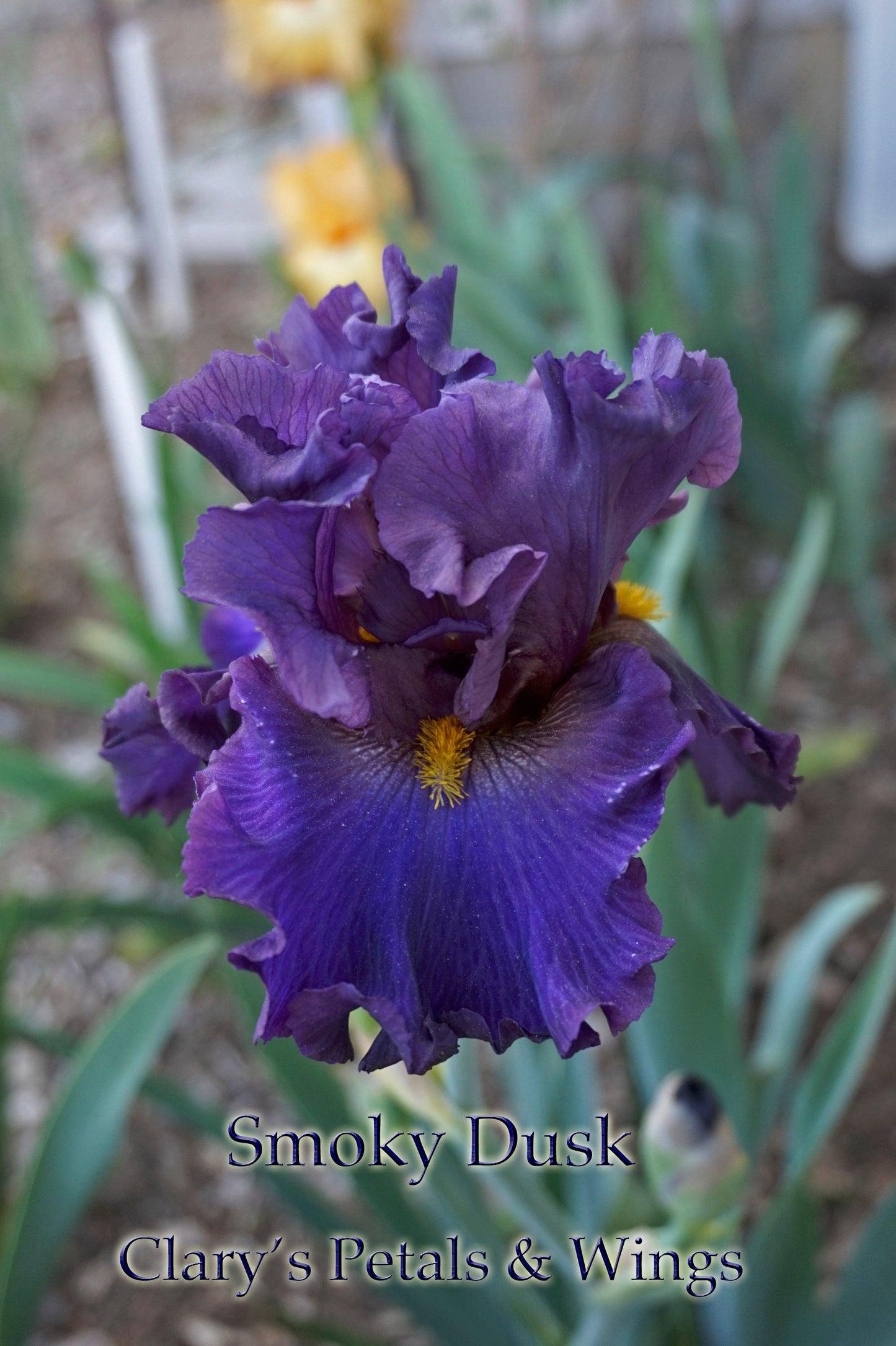 SMOKY DUSK -2017 - TB