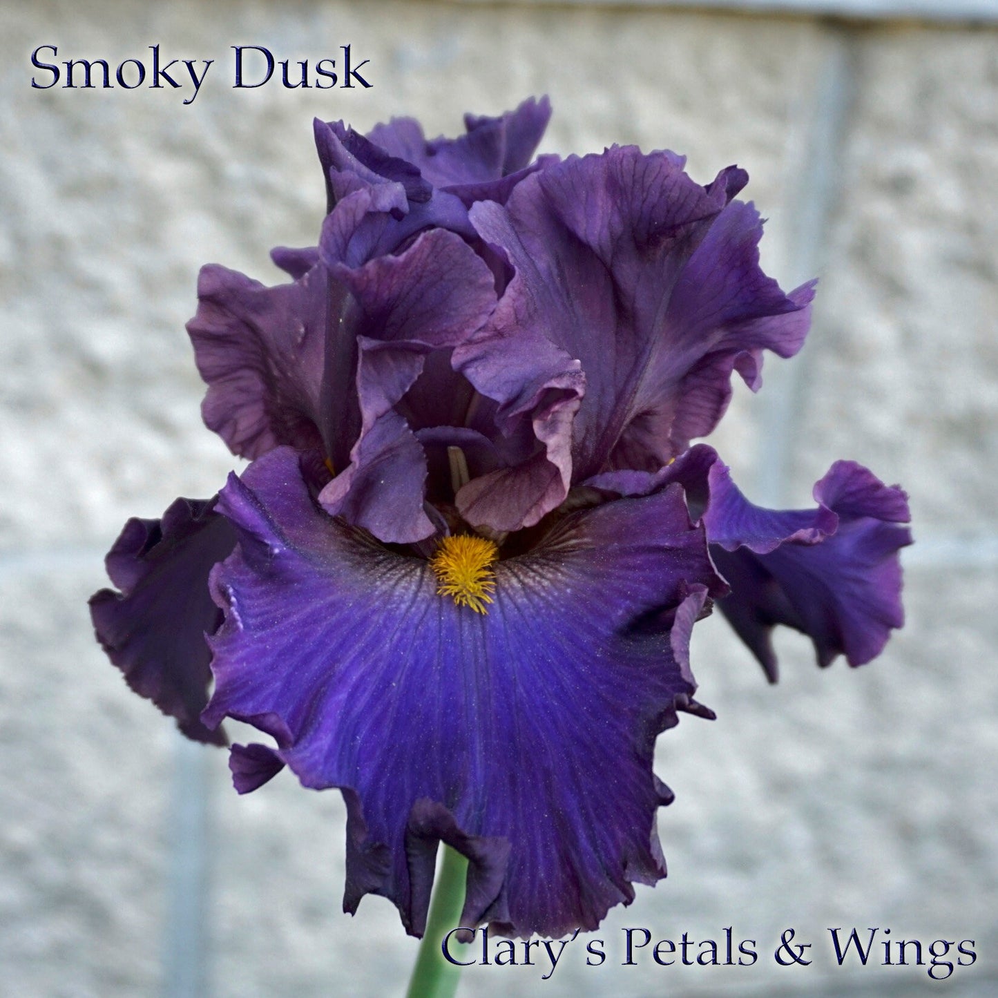 SMOKY DUSK -2017 - TB