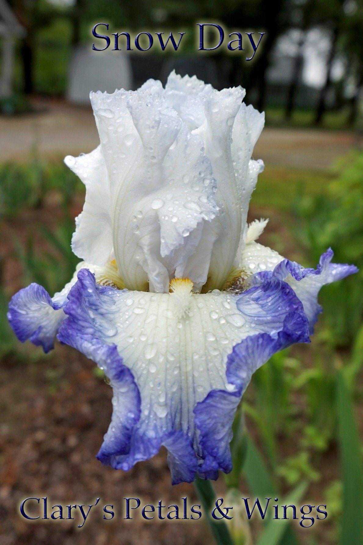 SNOW DAY - 2014 - TB - Reblooming & Fragrant