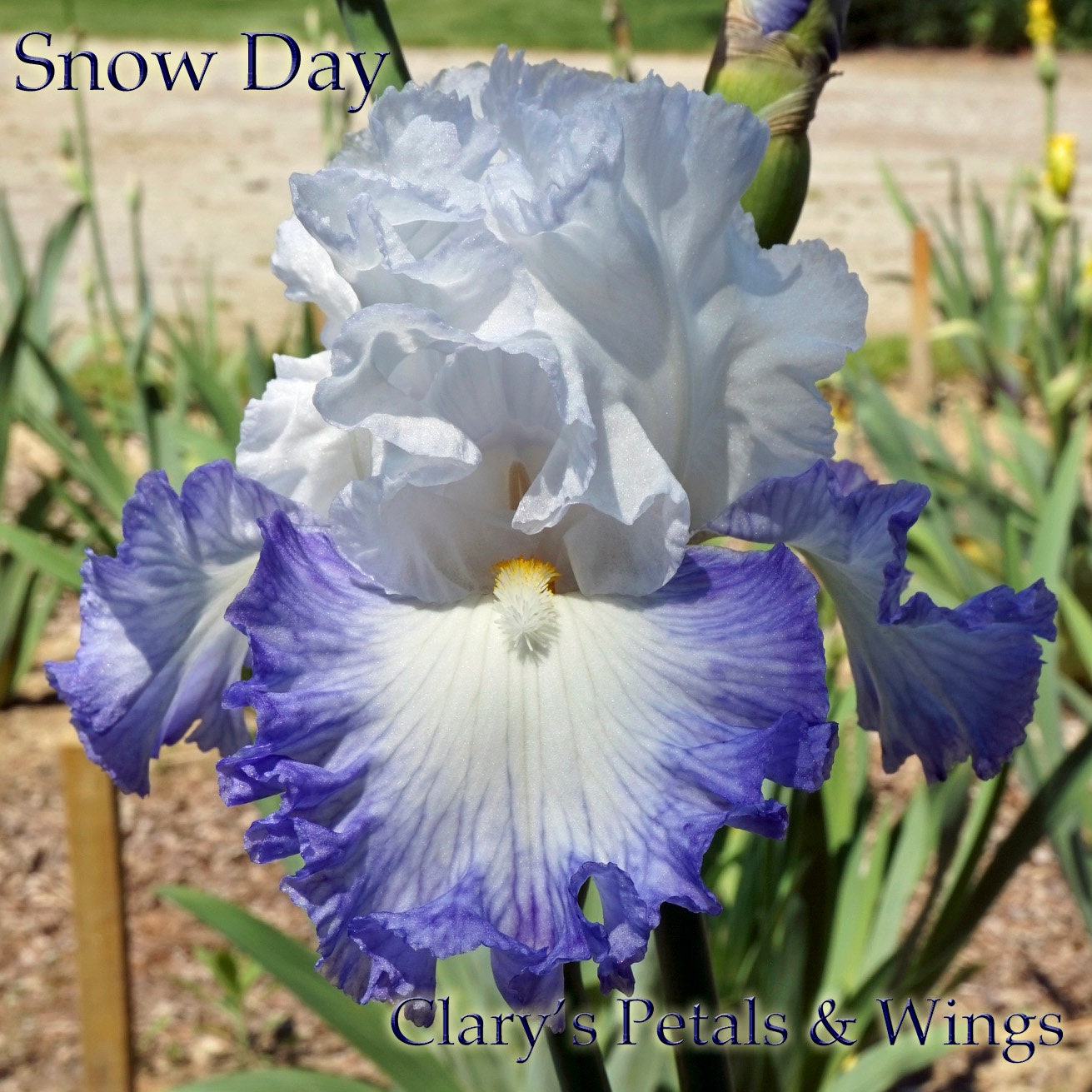 SNOW DAY - 2014 - TB - Reblooming & Fragrant