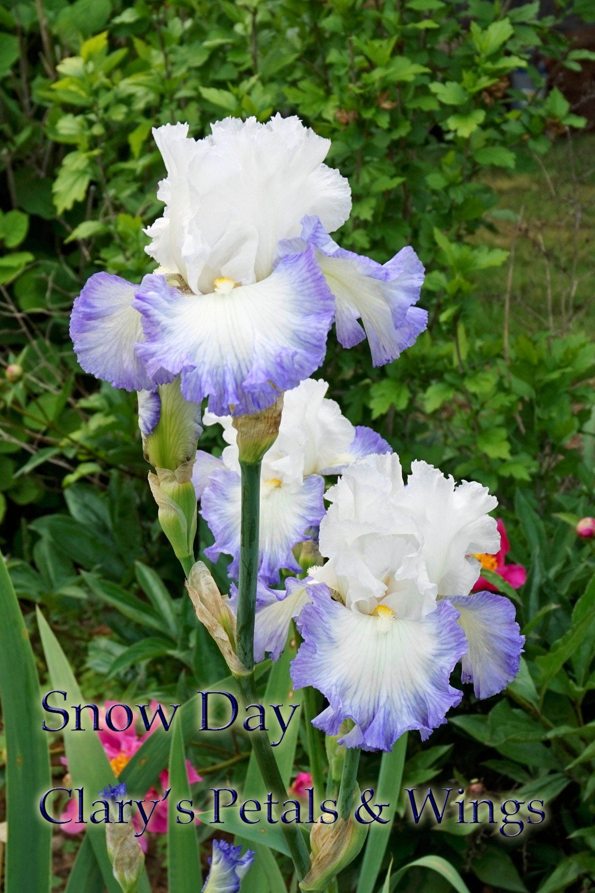 SNOW DAY - 2014 - TB - Reblooming & Fragrant