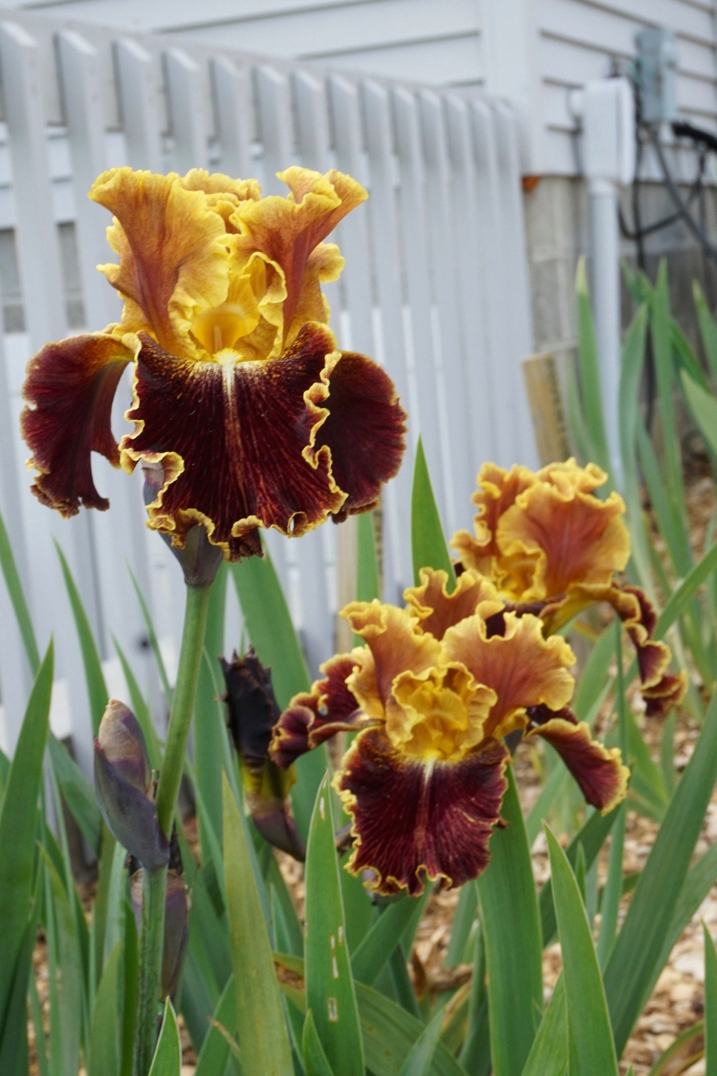 VOLCANIC GLOW -  2012 - TB