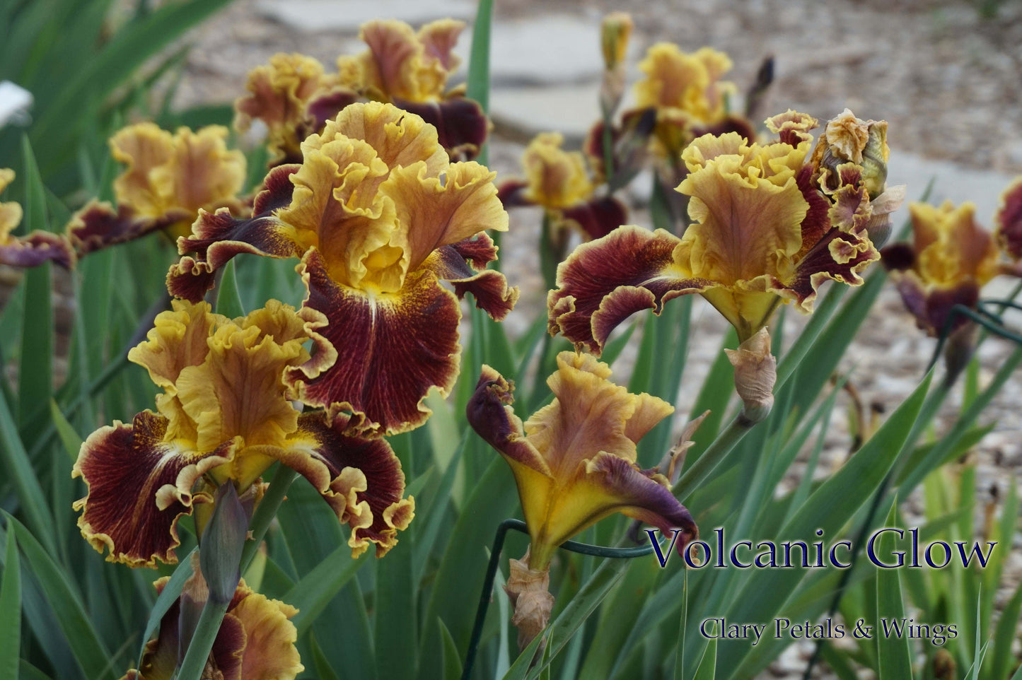 VOLCANIC GLOW -  2012 - TB