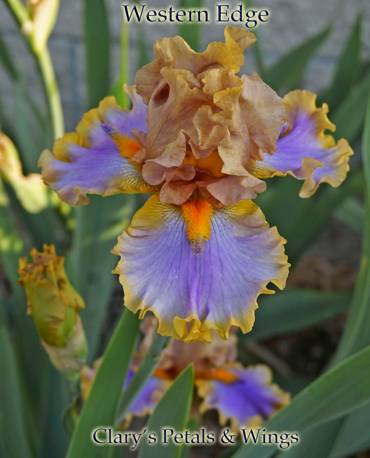 WESTERN EDGE - 2015 - TB