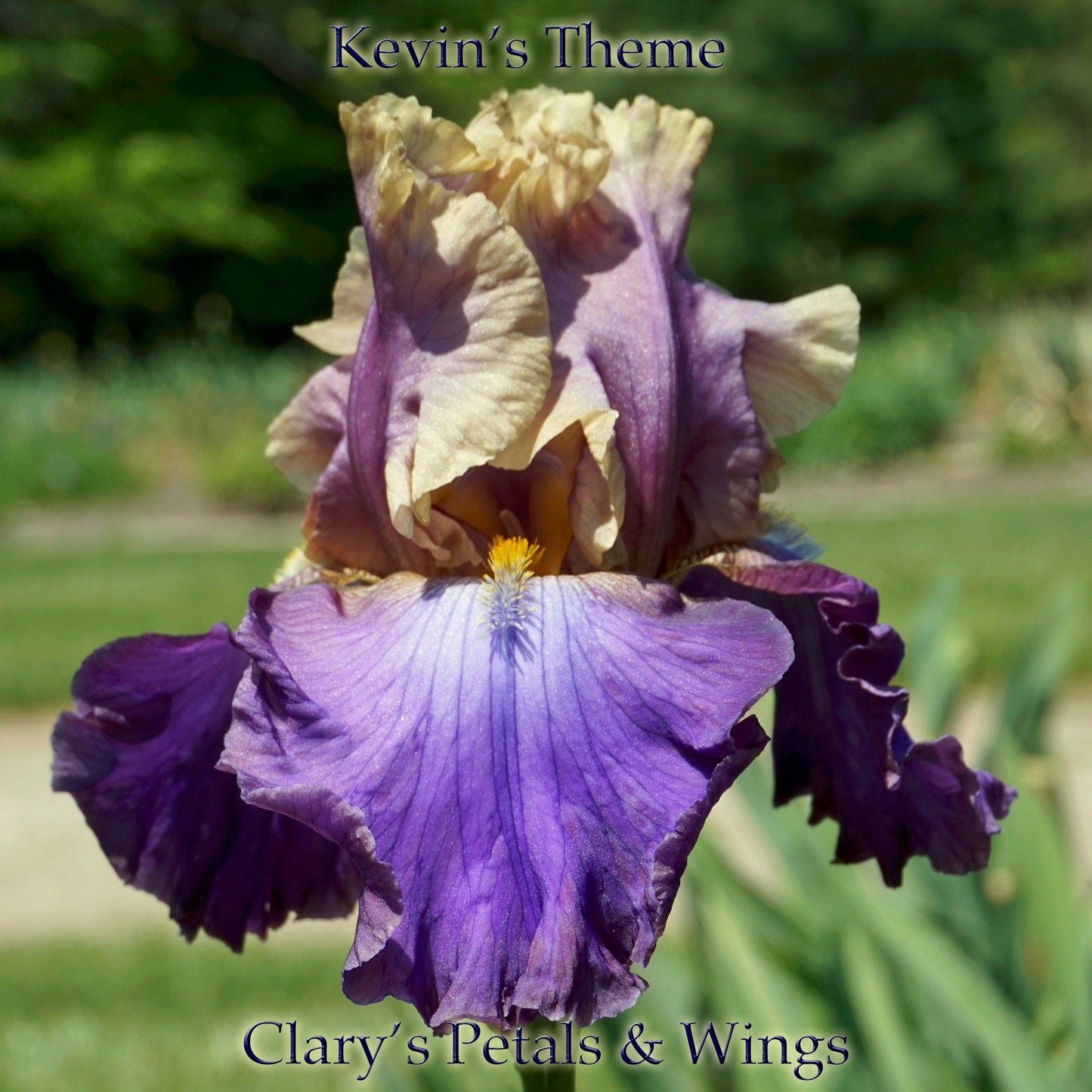 KEVIN'S THEME -1993 TB