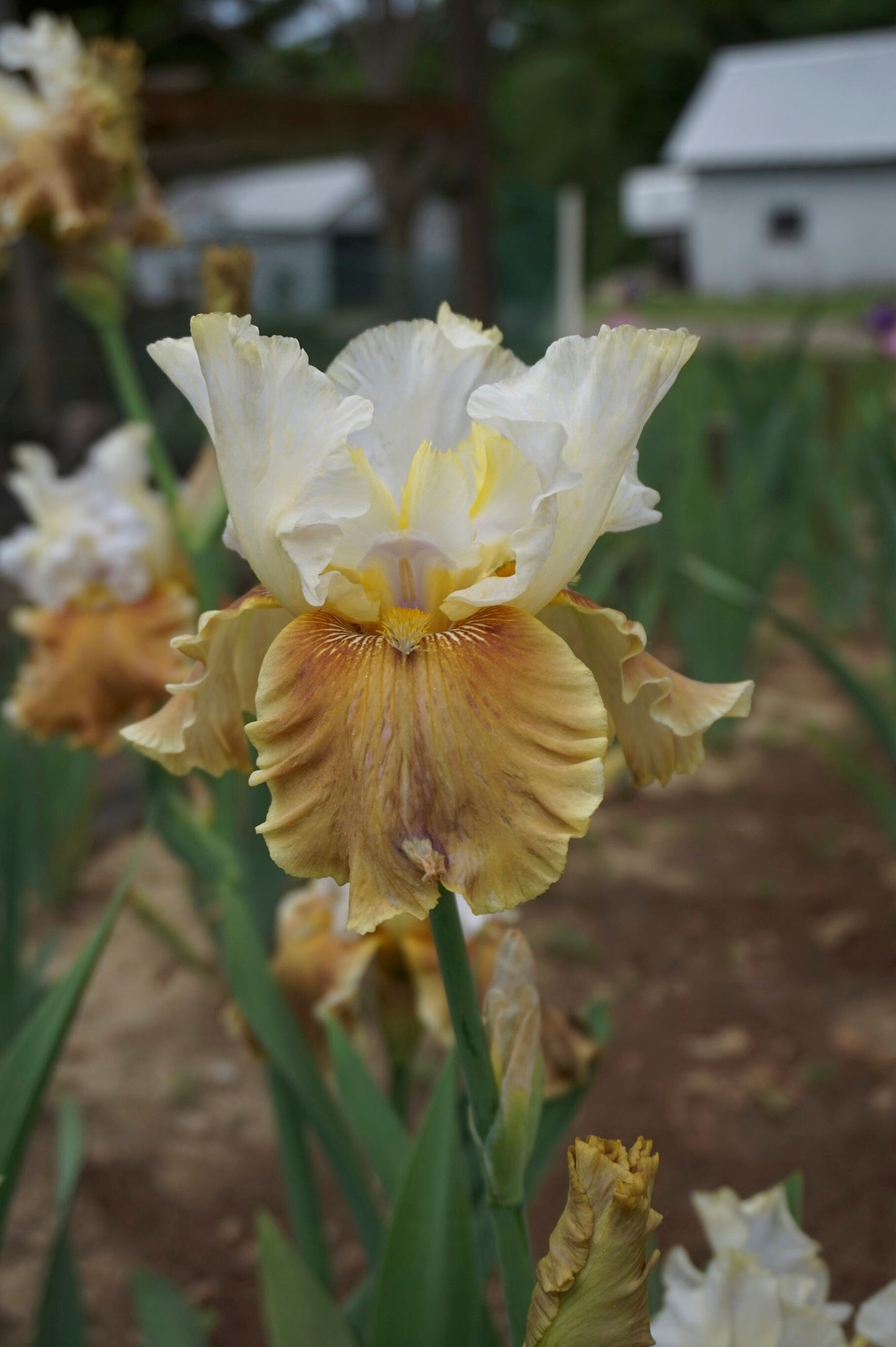 CHANGING SEASONS - 2004 - TB