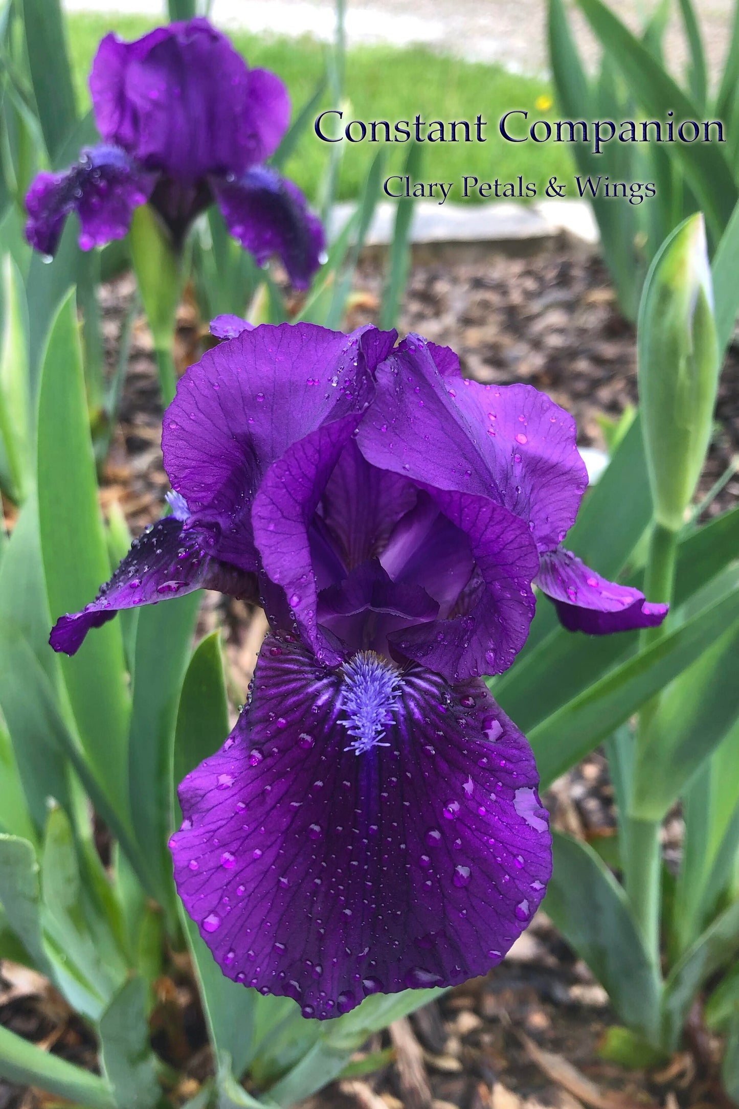 CONSTANT COMPANION - 1995 - IB - REBLOOMING