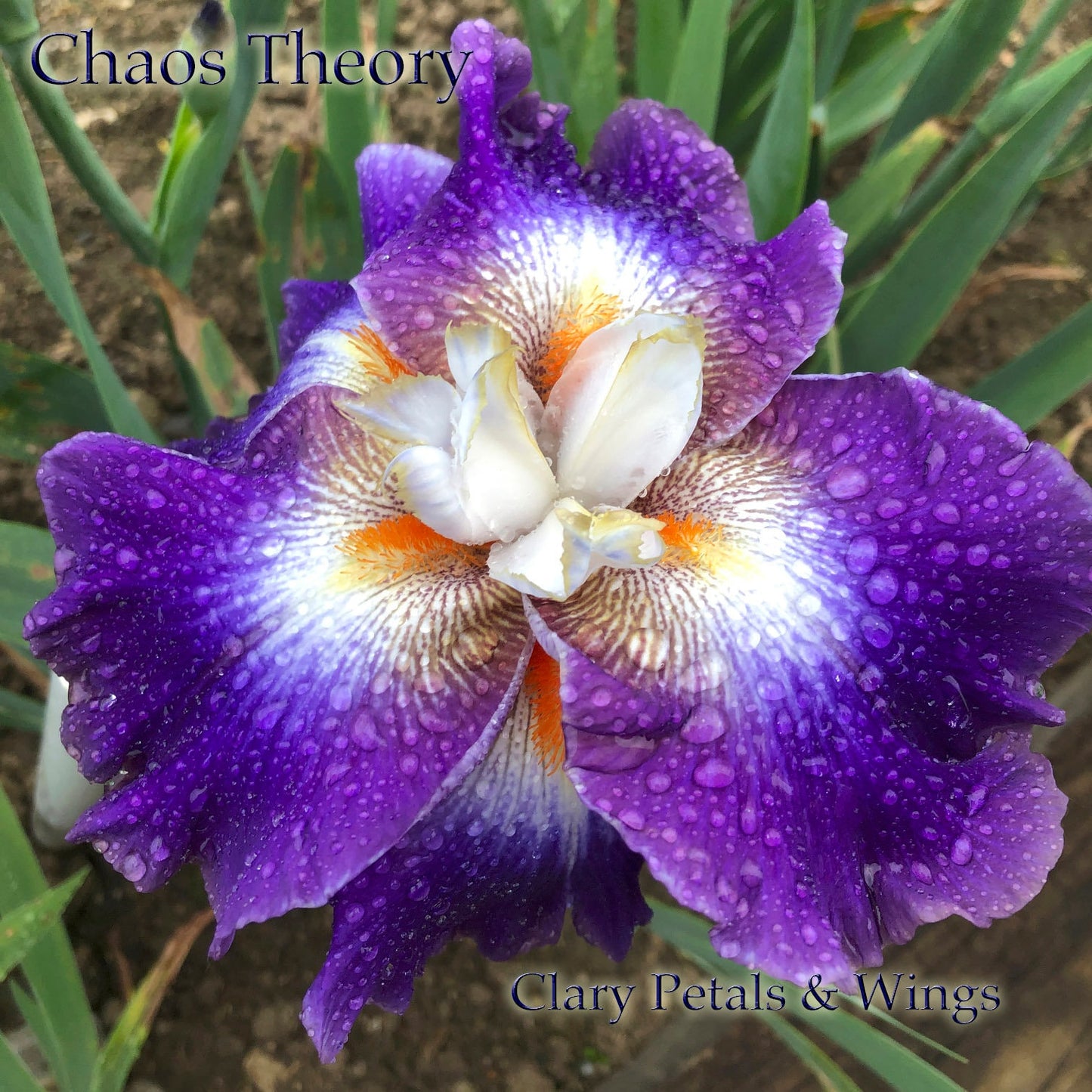 CHAOS THEORY - 2014 -TB - Flattie