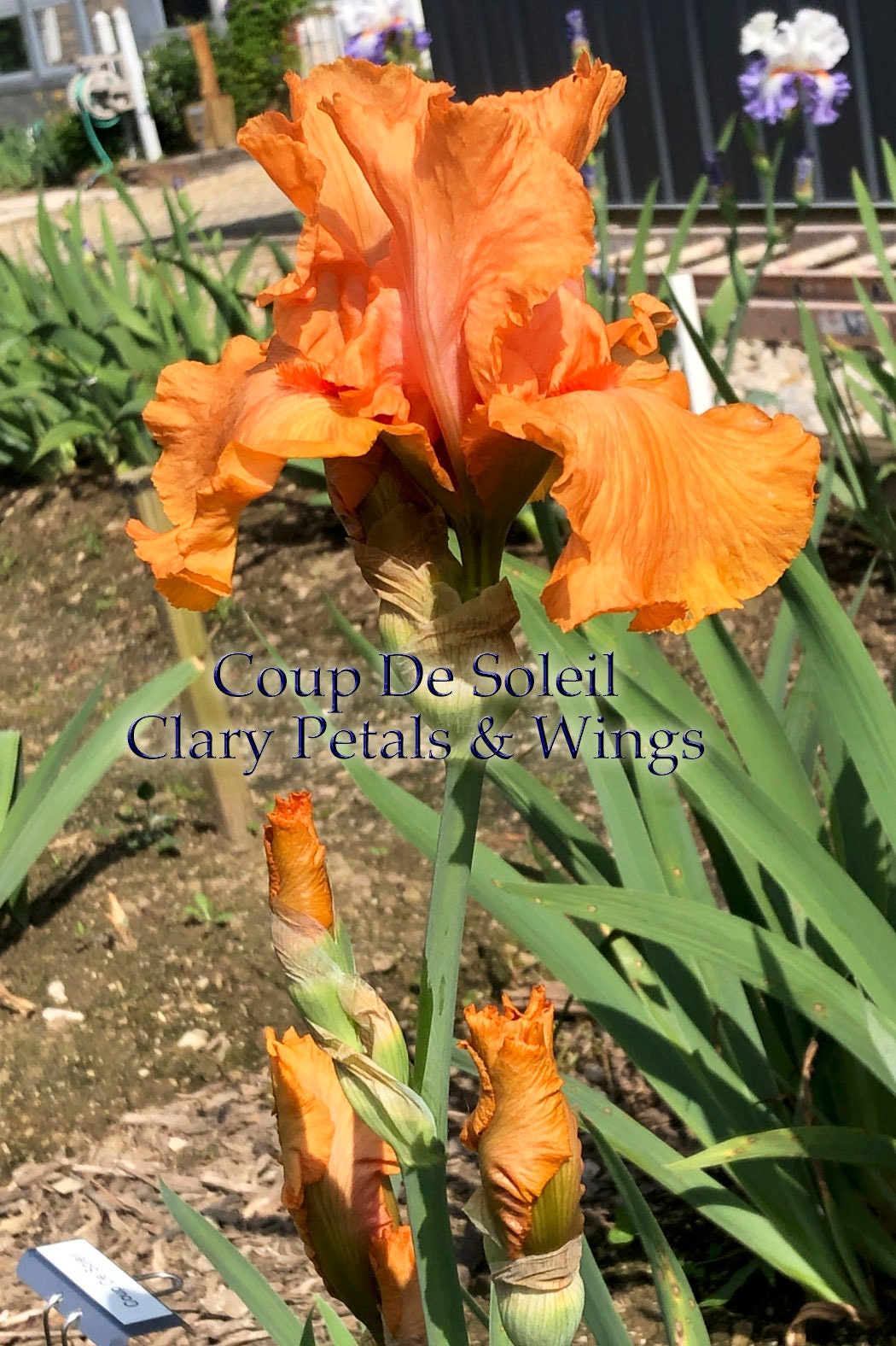 COUP DE SOLEIL - 2007 - TB - Fragrant