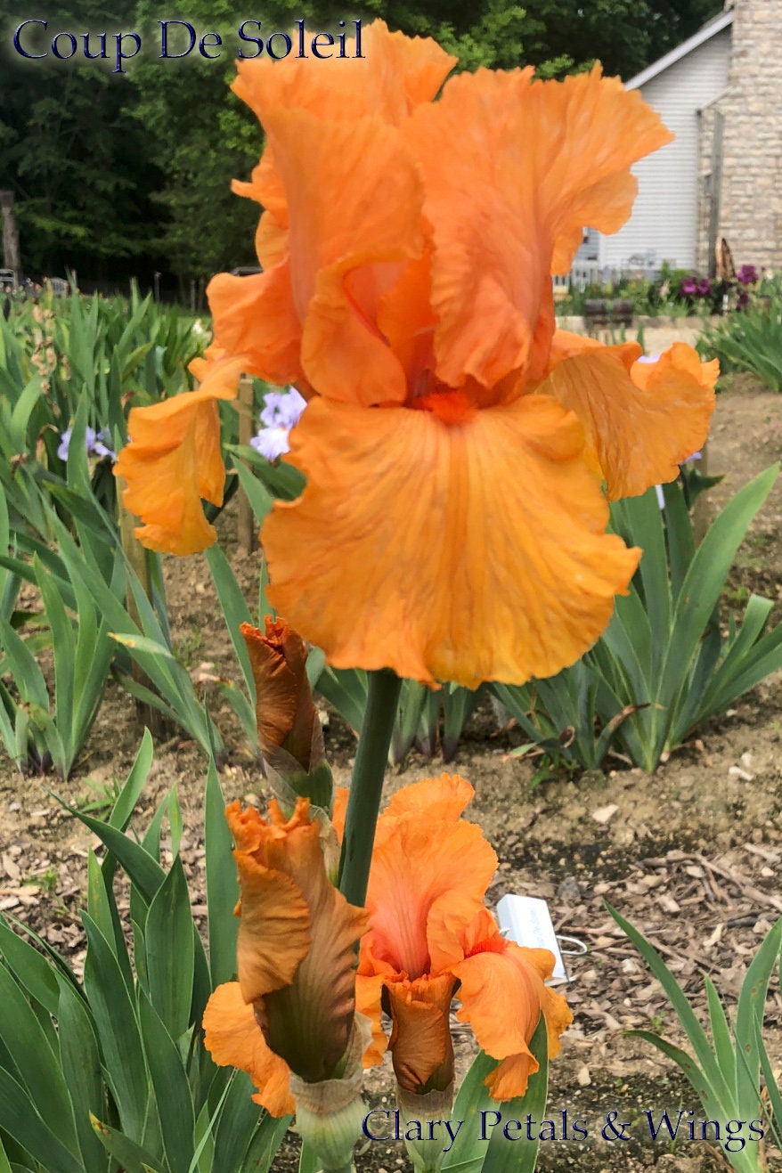 COUP DE SOLEIL - 2007 - TB - Fragrant