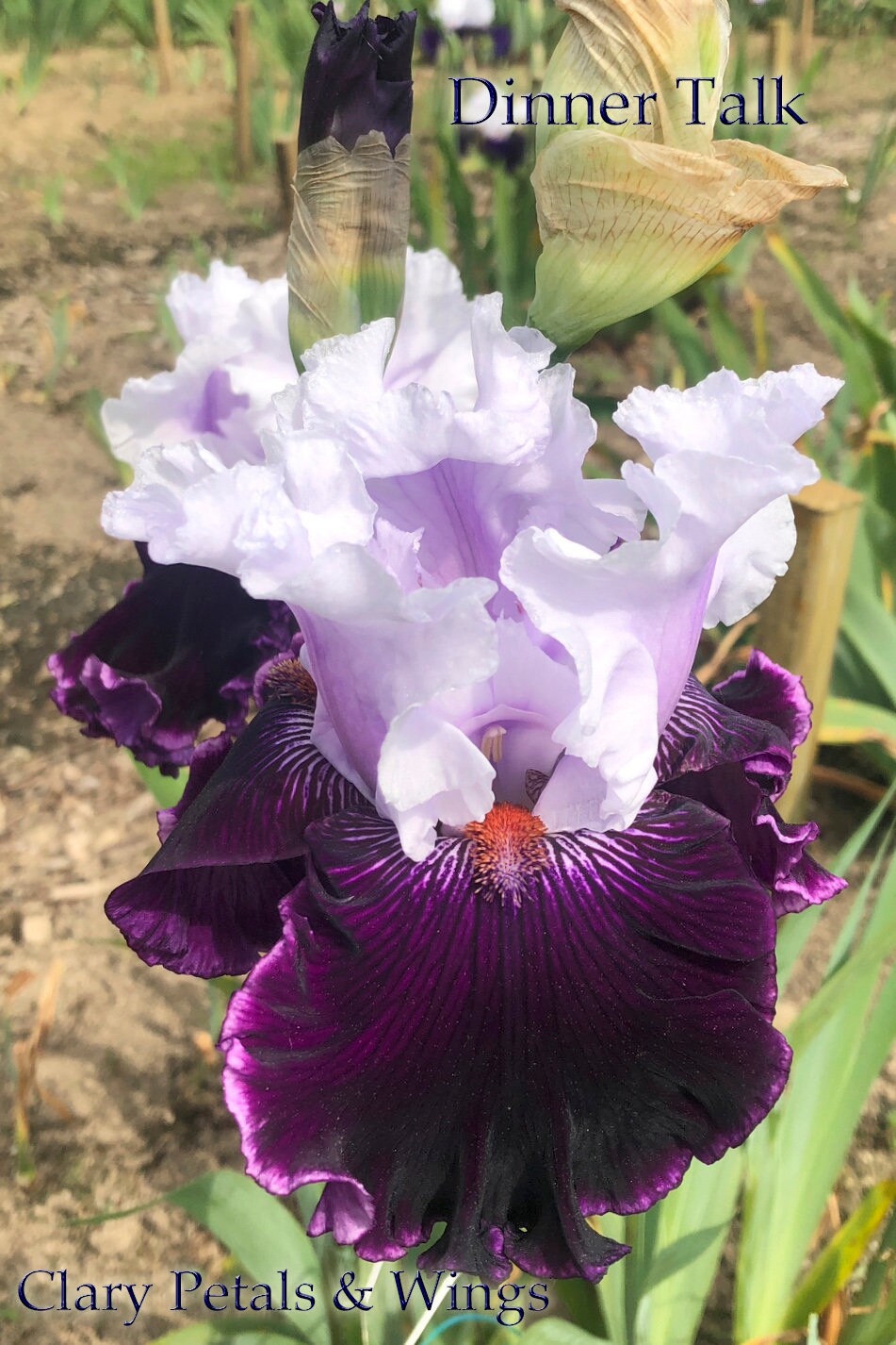 DINNER TALK - 2005 - TB