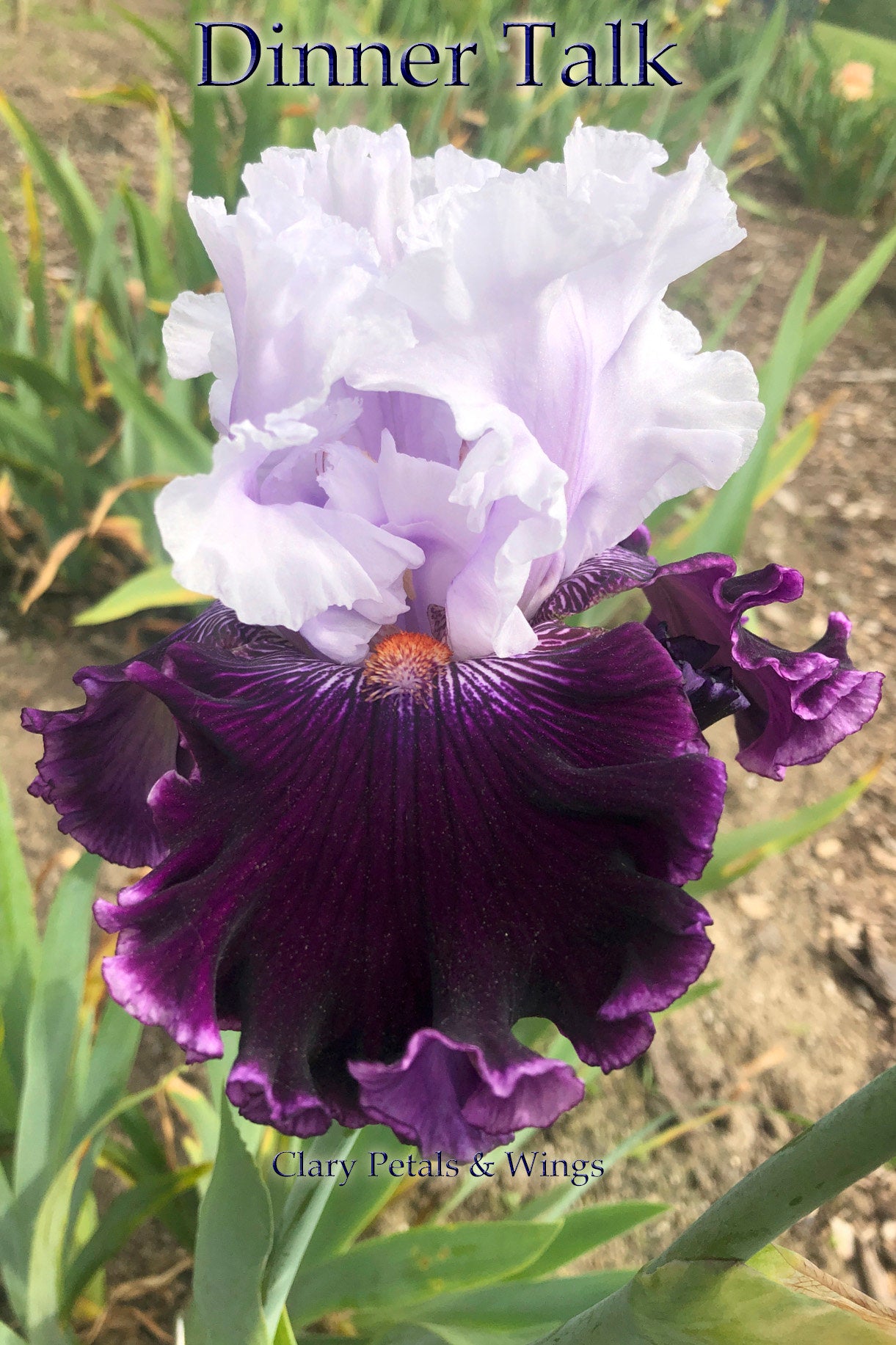 DINNER TALK - 2005 - TB