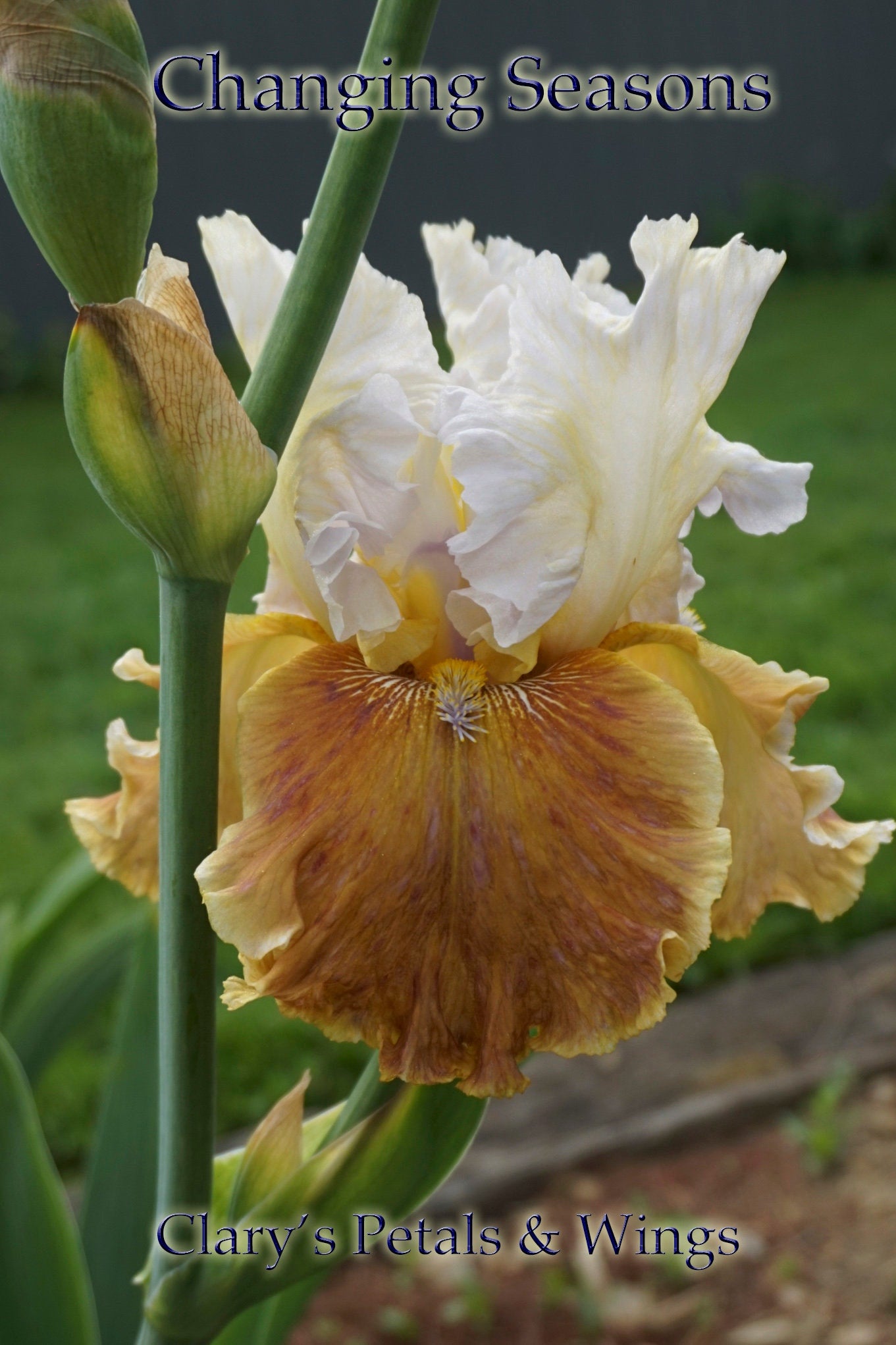 CHANGING SEASONS - 2004 - TB