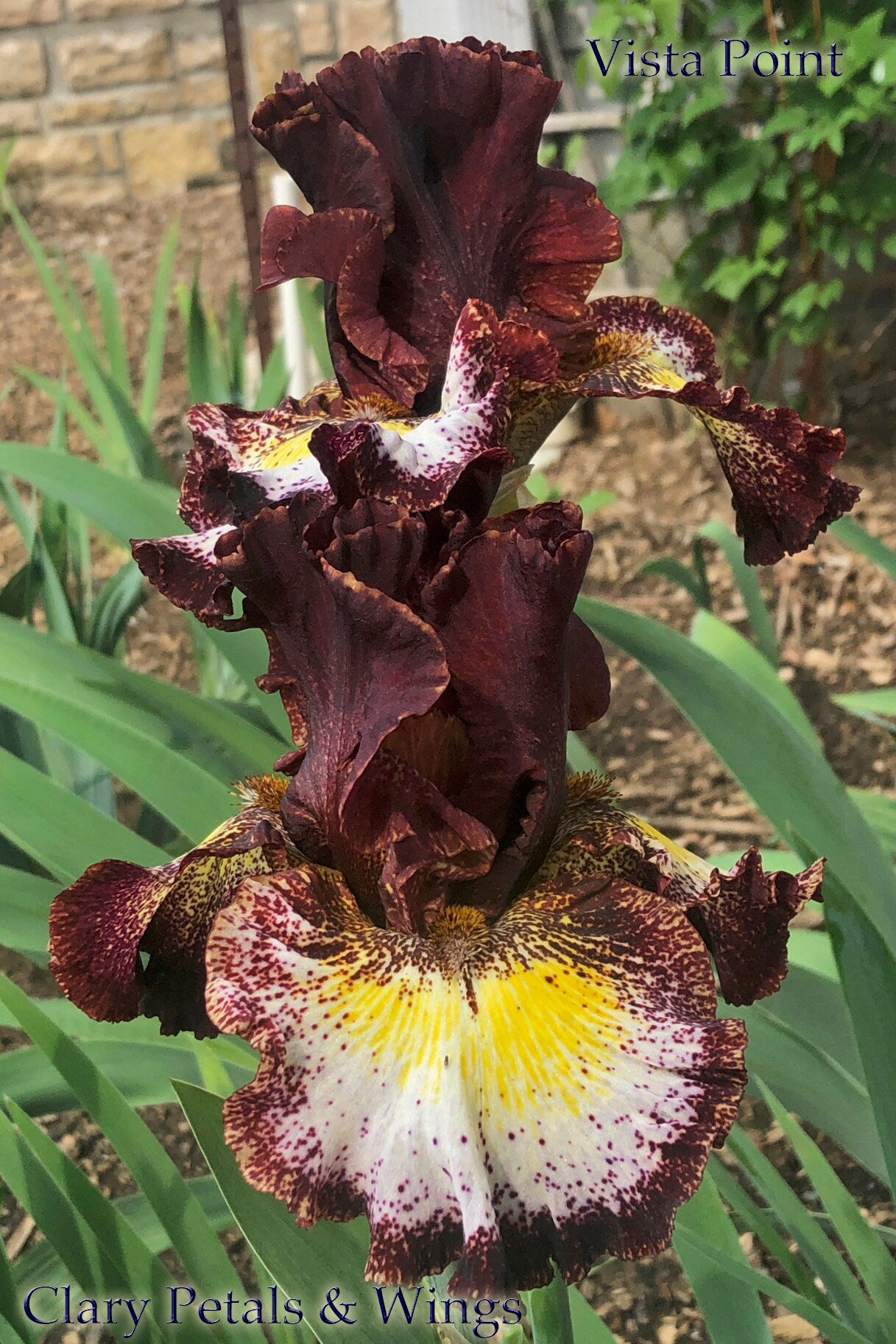 VISTA POINT - 2017 - TB