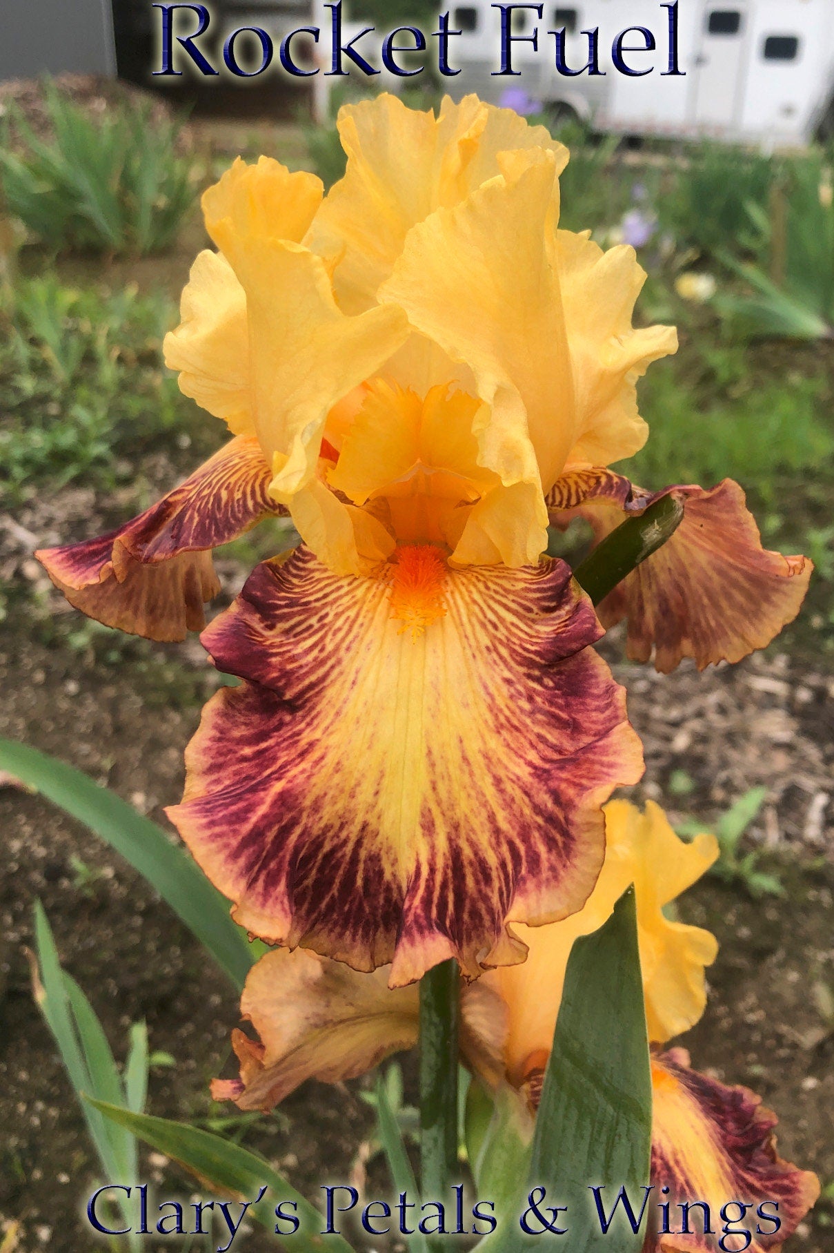 ROCKET FUEL - 2017 - TB