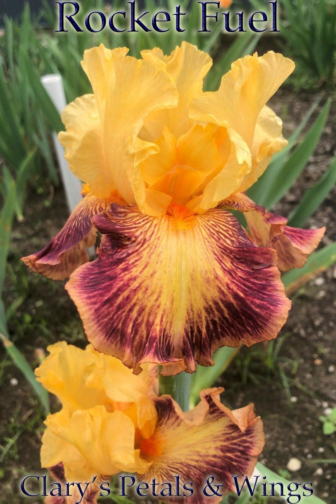 ROCKET FUEL - 2017 - TB