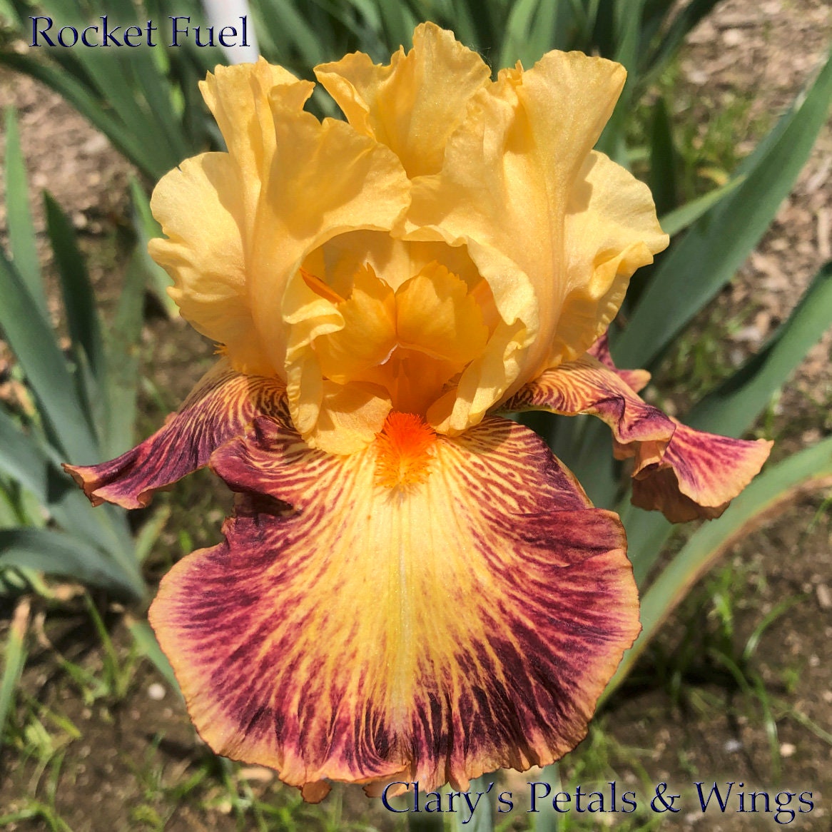 ROCKET FUEL - 2017 - TB