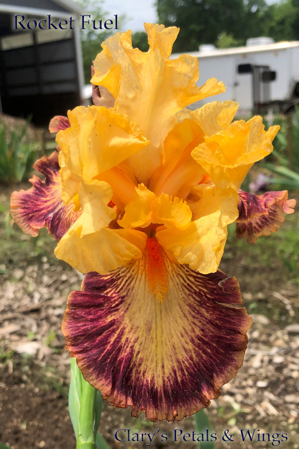 ROCKET FUEL - 2017 - TB