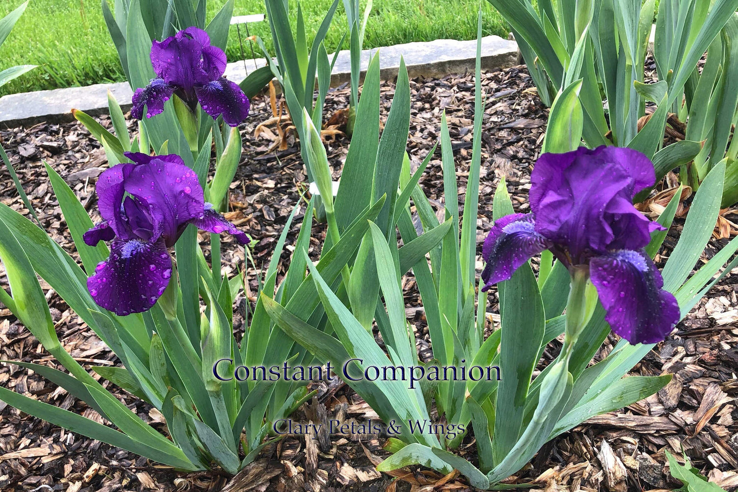 CONSTANT COMPANION - 1995 - IB - REBLOOMING