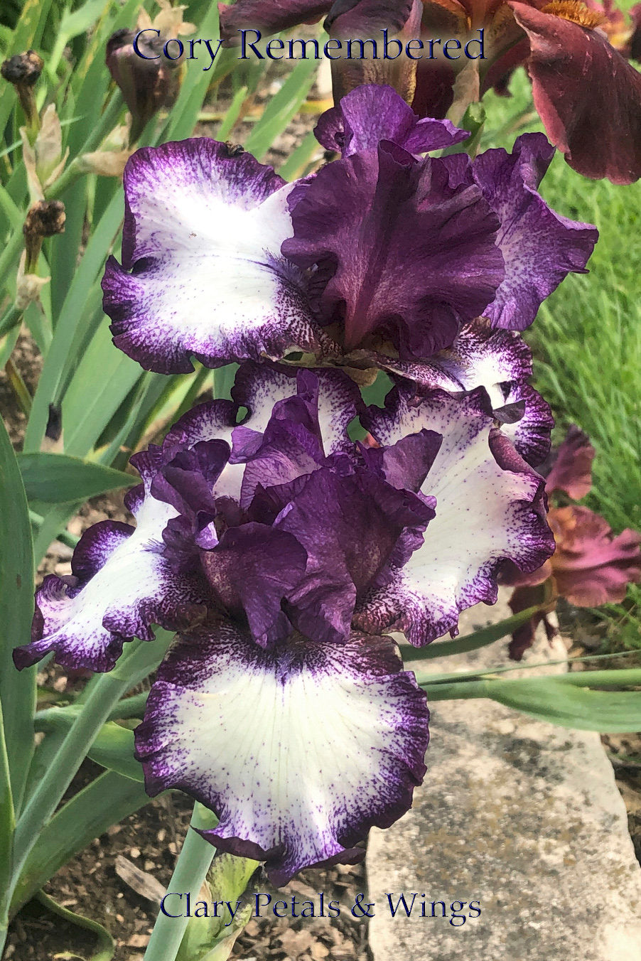 COREY REMEMBERED - 2013 - TB - Reblooming