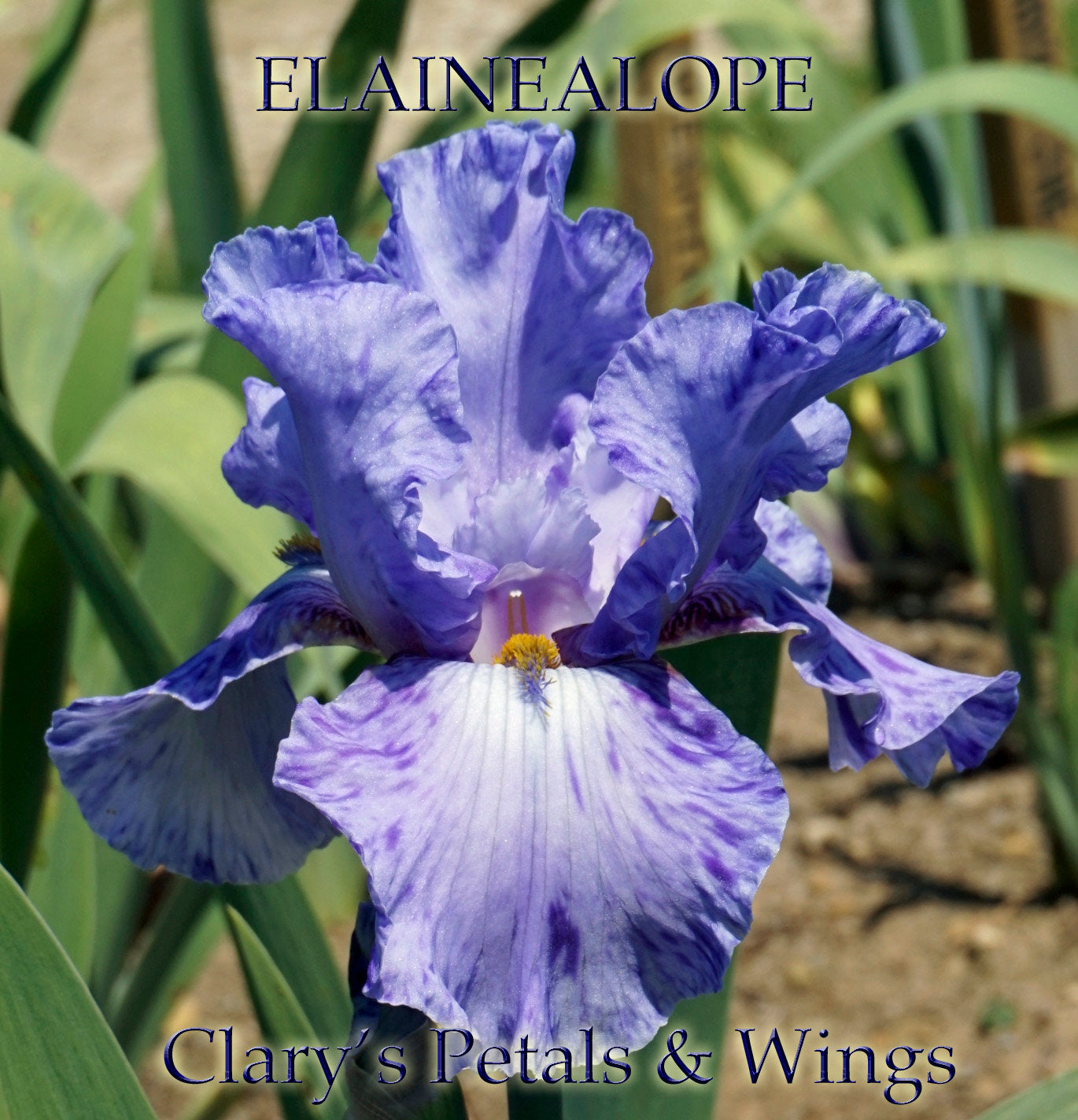 ELAINEALOPE - 1996 - TB - Reblooming & Fragrant