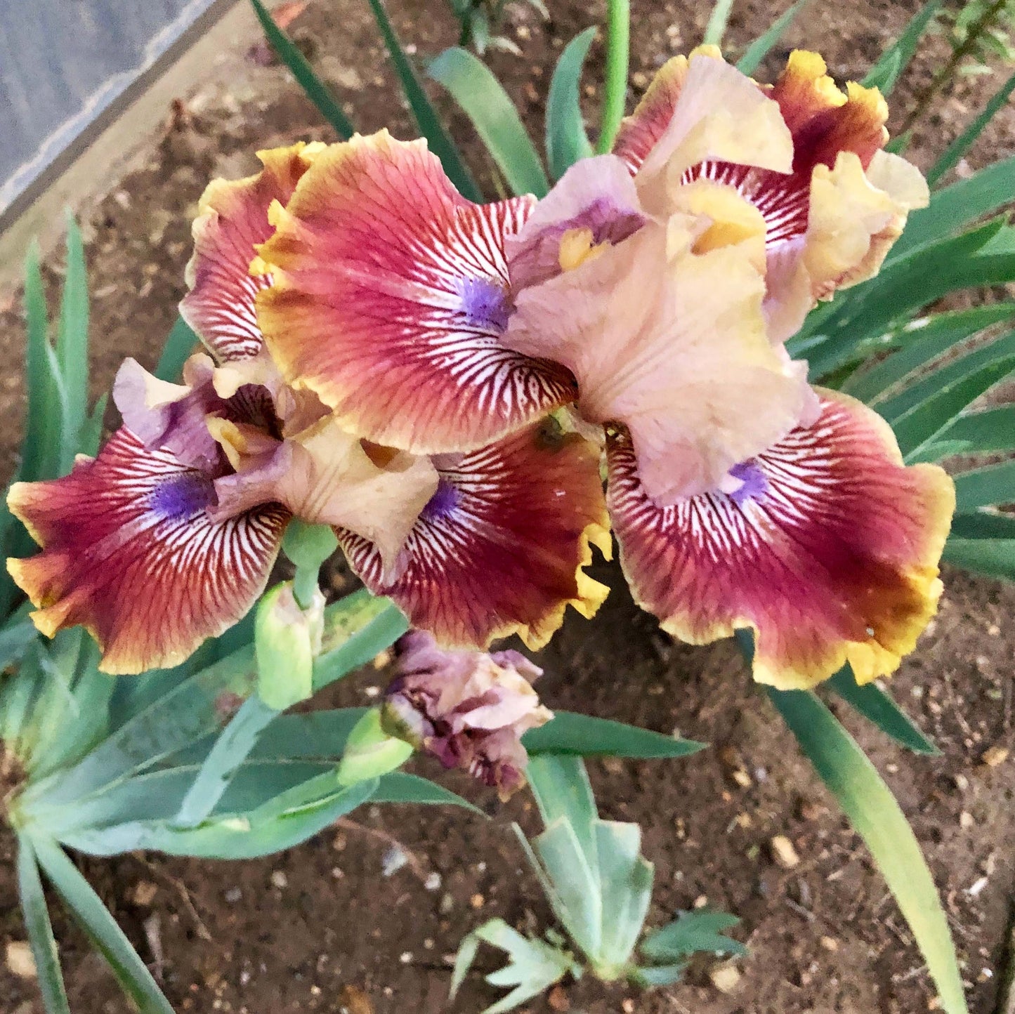 FALL DECOR - 2016 - IB - Reblooming