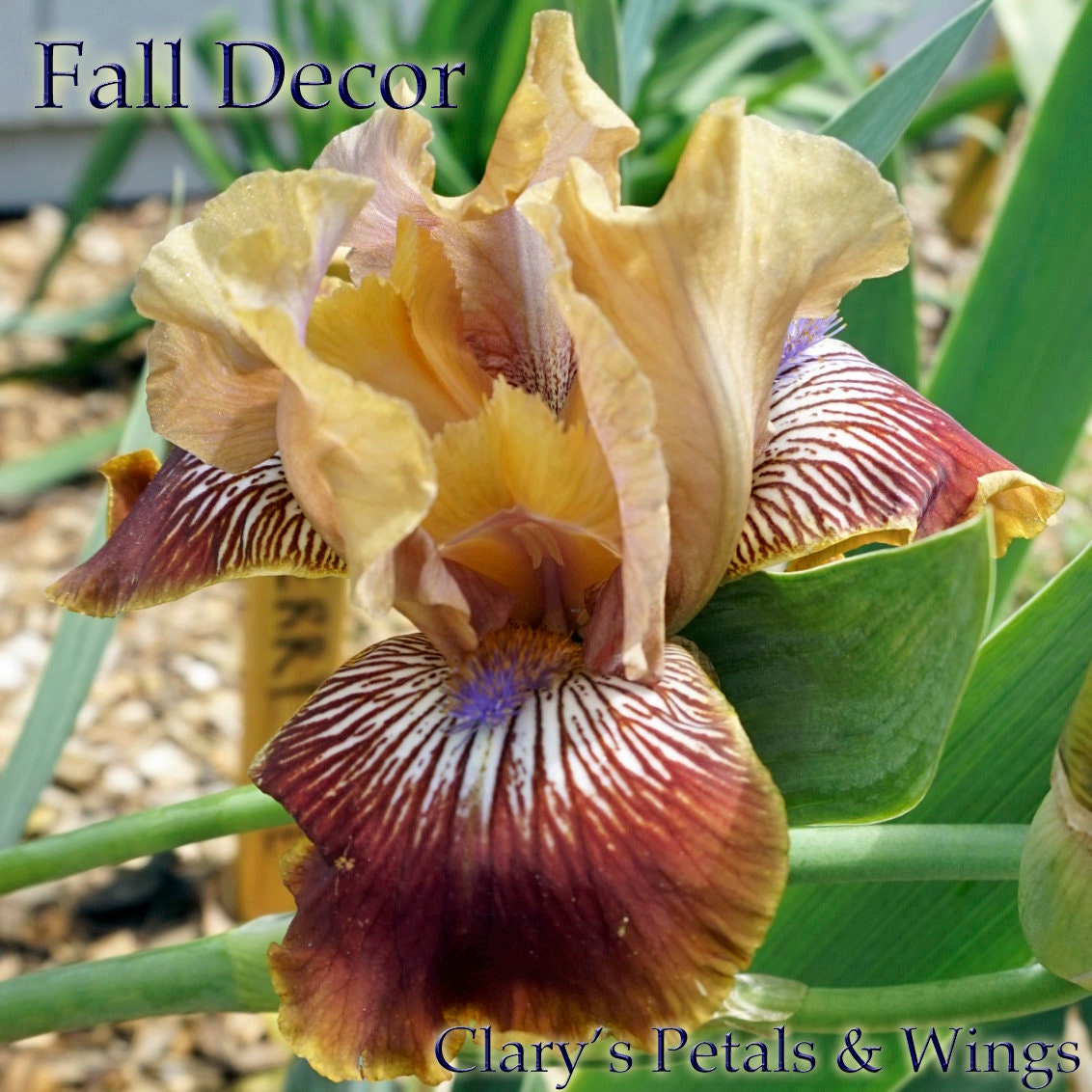 FALL DECOR - 2016 - IB - Reblooming
