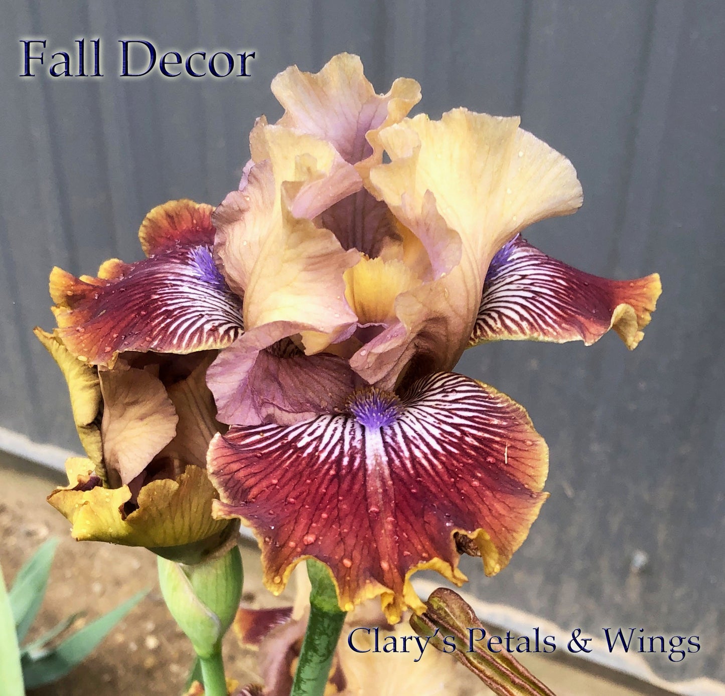 FALL DECOR - 2016 - IB - Reblooming