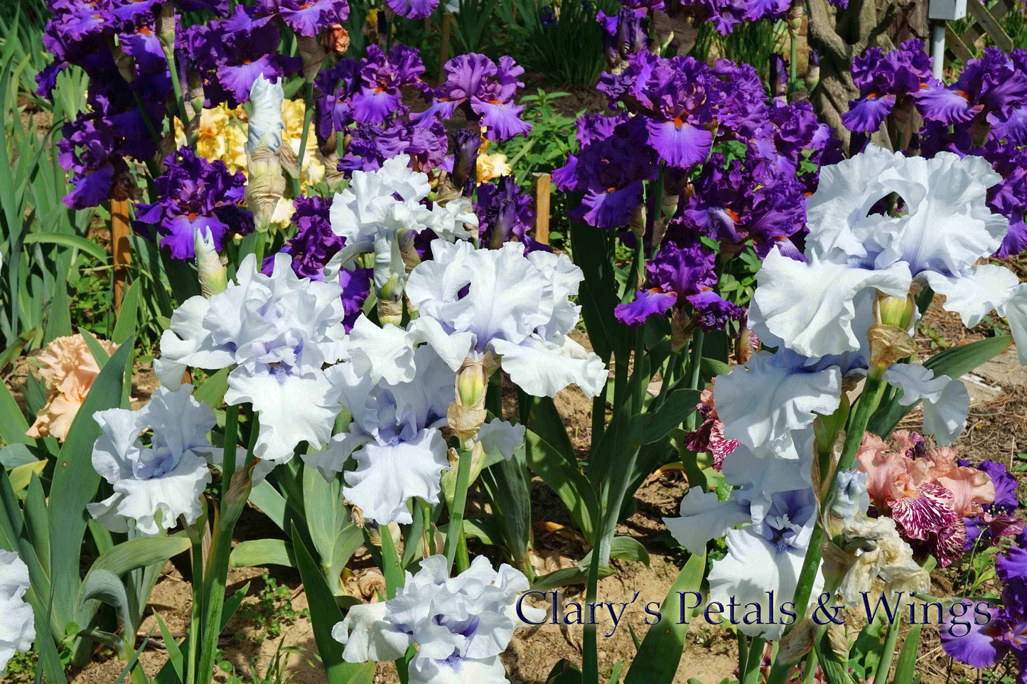 IMPERIAL REIGN -2011- TB