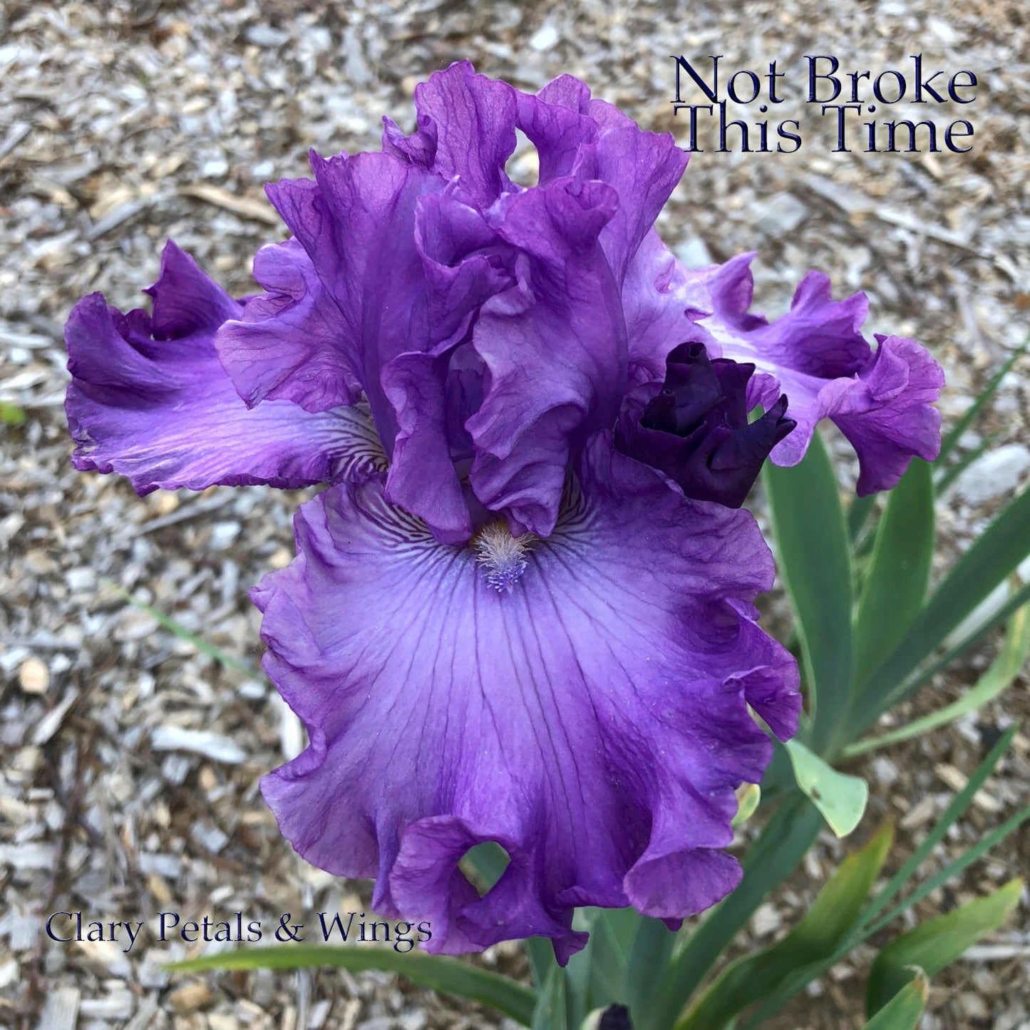 NOT BROKE THIS TIME 2015 TB-Fragrant