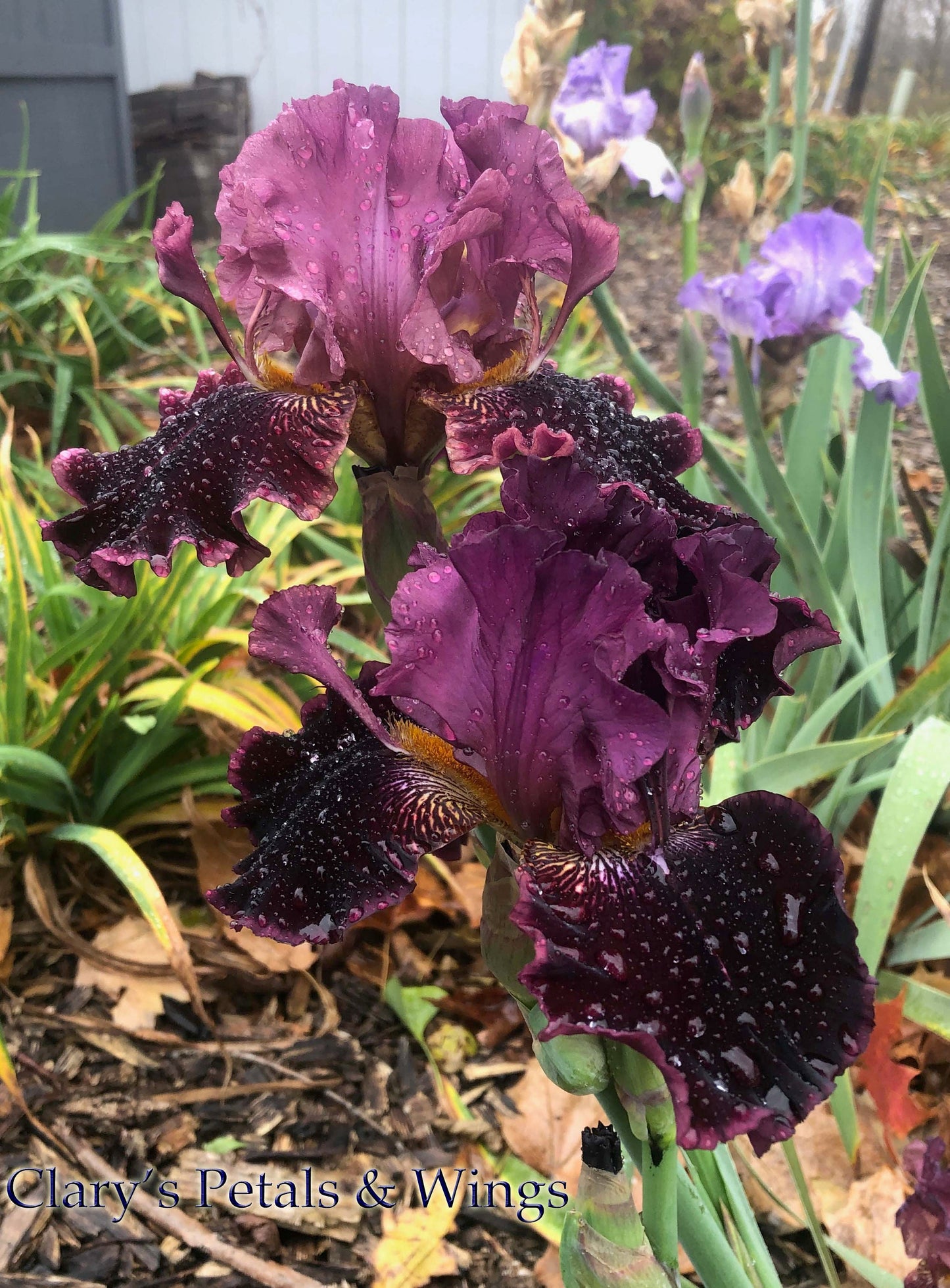 AUTUMN WINE - 2003 - BB - Reblooming