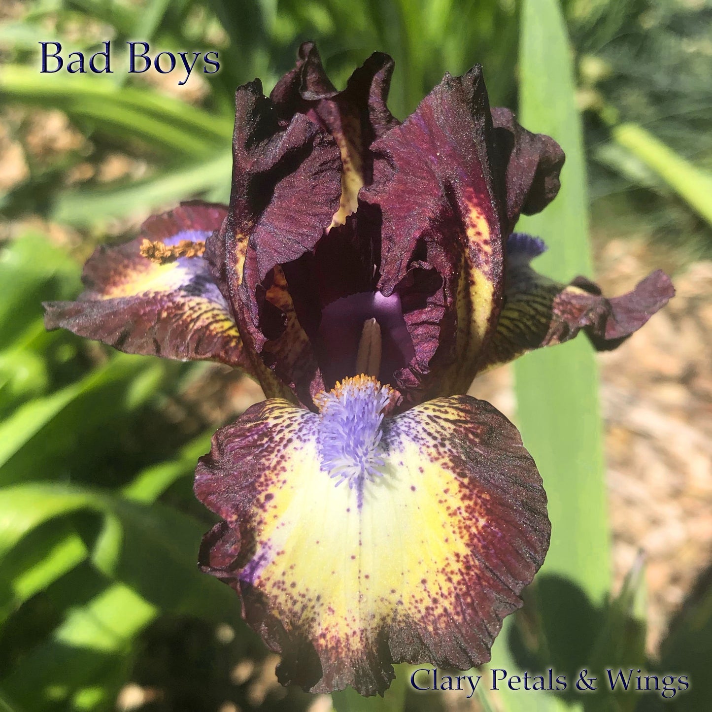 BAD BOYS - 2011 - SDB - Fragrant