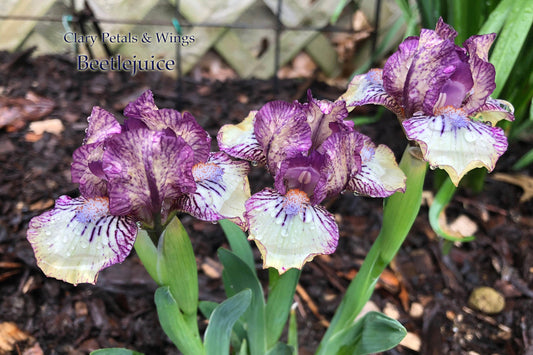 BEETLEJUICE - 2013 - MDB  - Reblooming & Fragrant