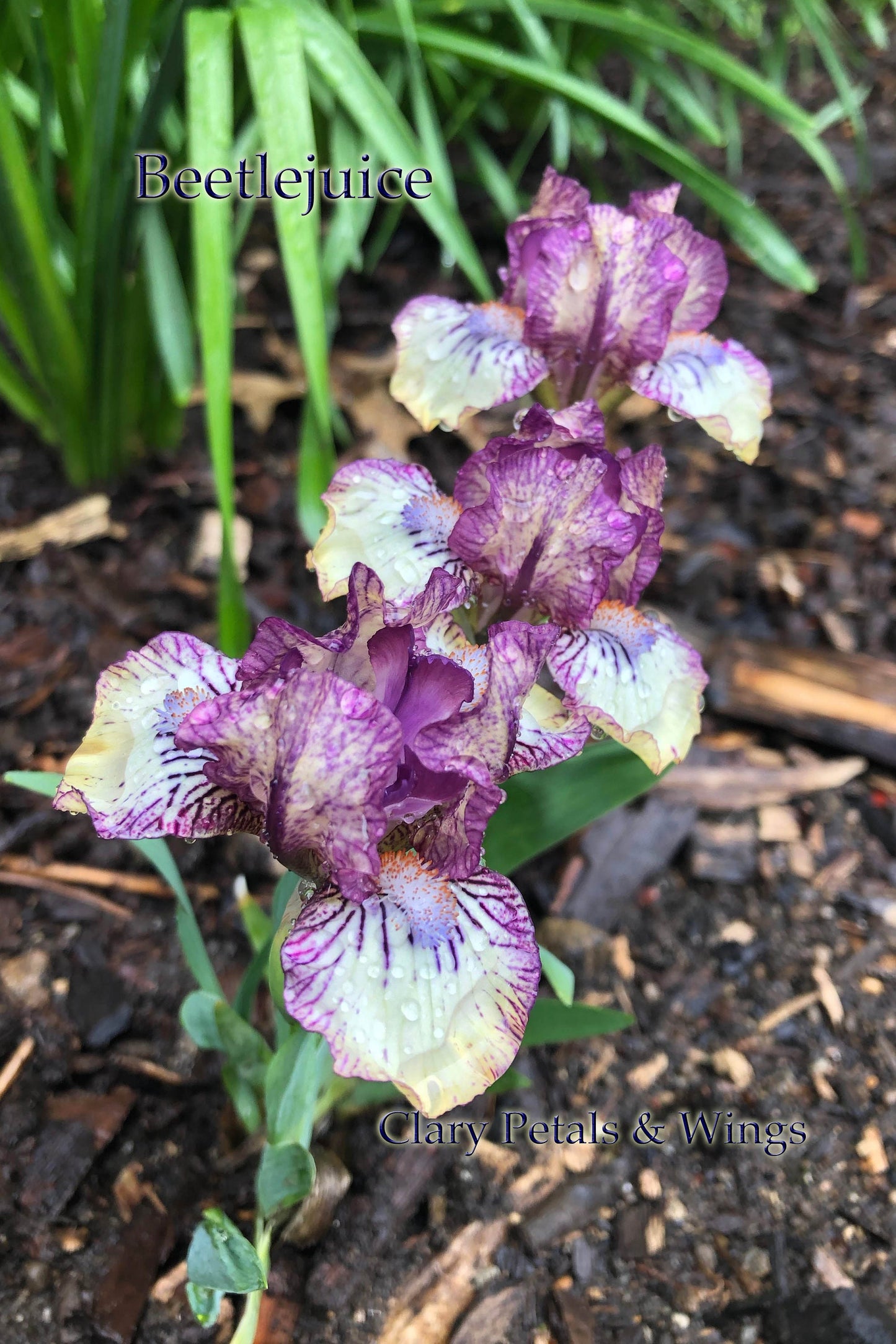 BEETLEJUICE - 2013 - MDB  - Reblooming & Fragrant