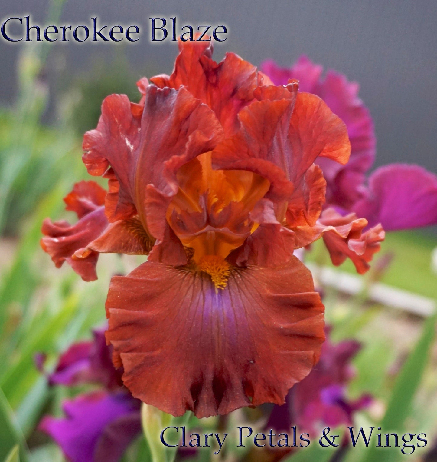 CHEROKEE BLAZE - 2013 - TB