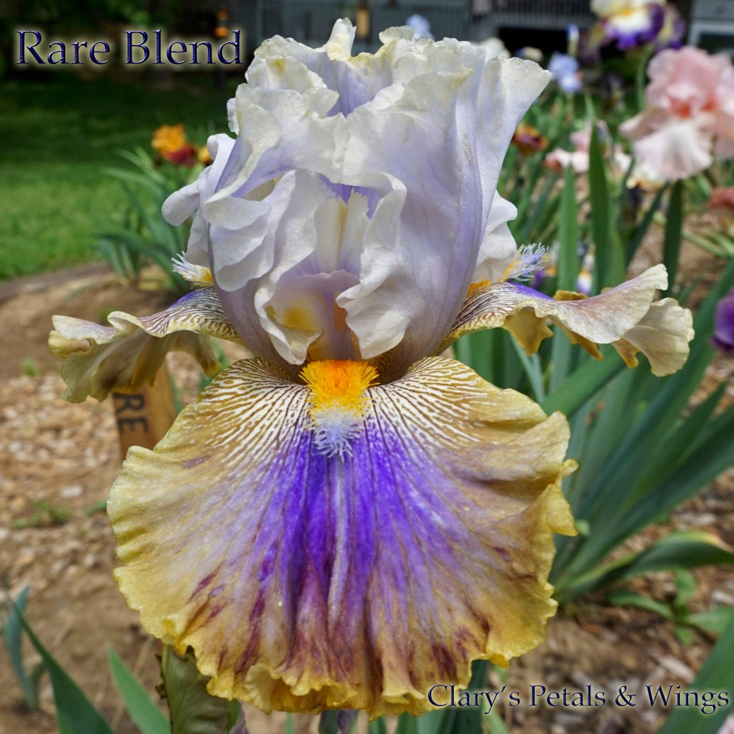 RARE BLEND -2015 -TB