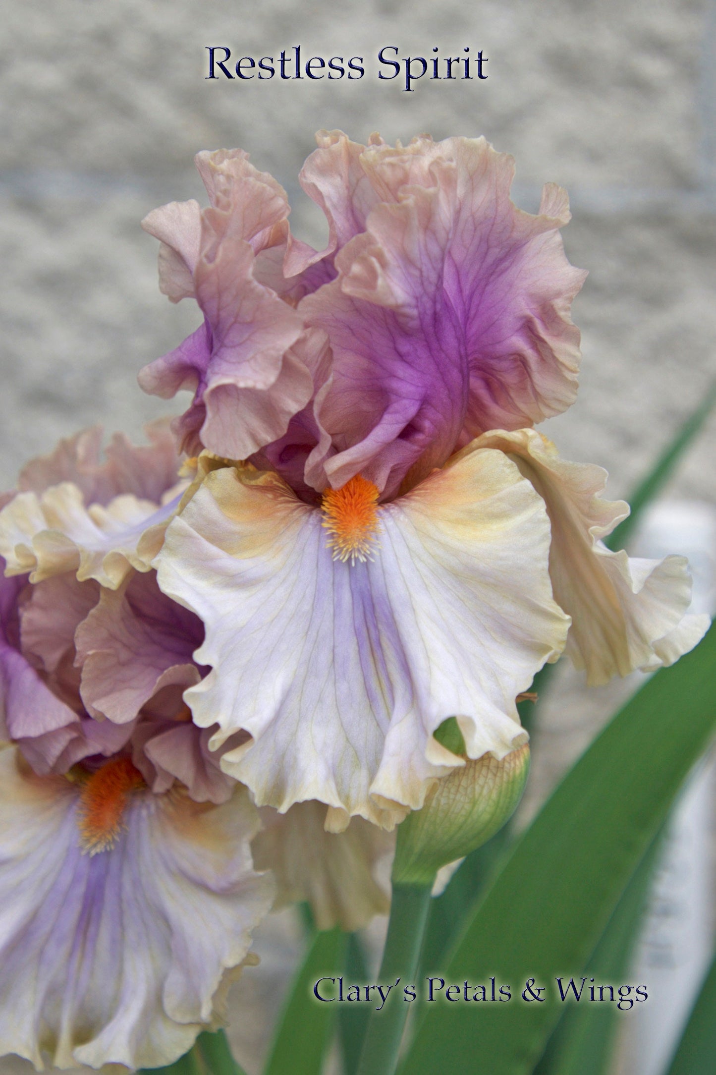 RESTLESS SPIRIT 2017 TB