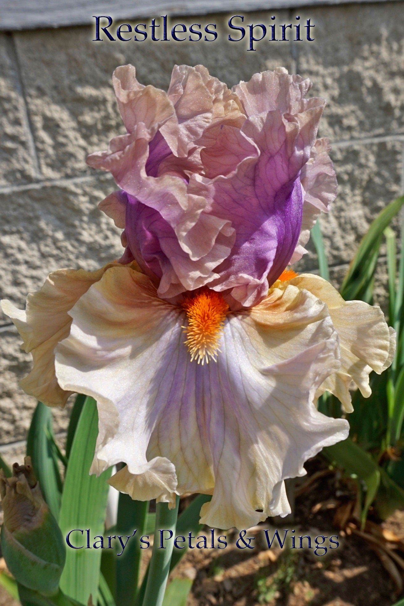 RESTLESS SPIRIT 2017 TB