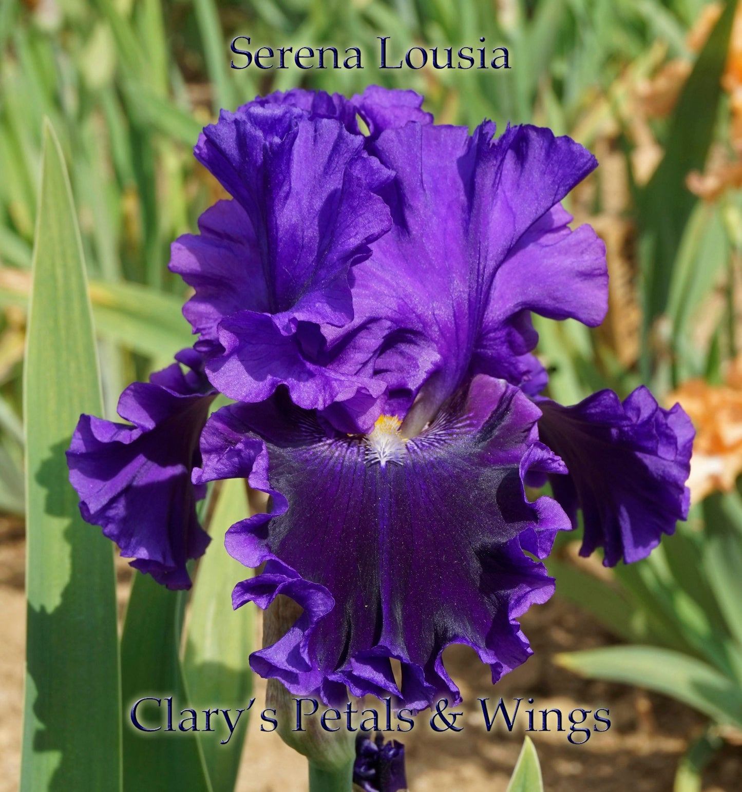 SERENA LOUISA - 2011 - TB - Fragrant