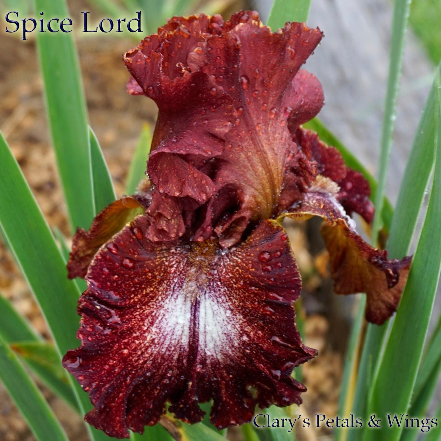 SPICE LORD - 2002 - TB