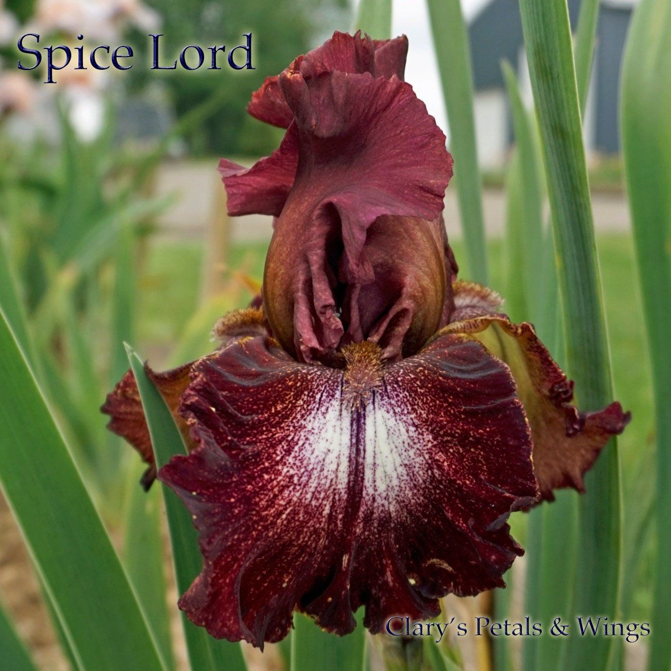 SPICE LORD - 2002 - TB