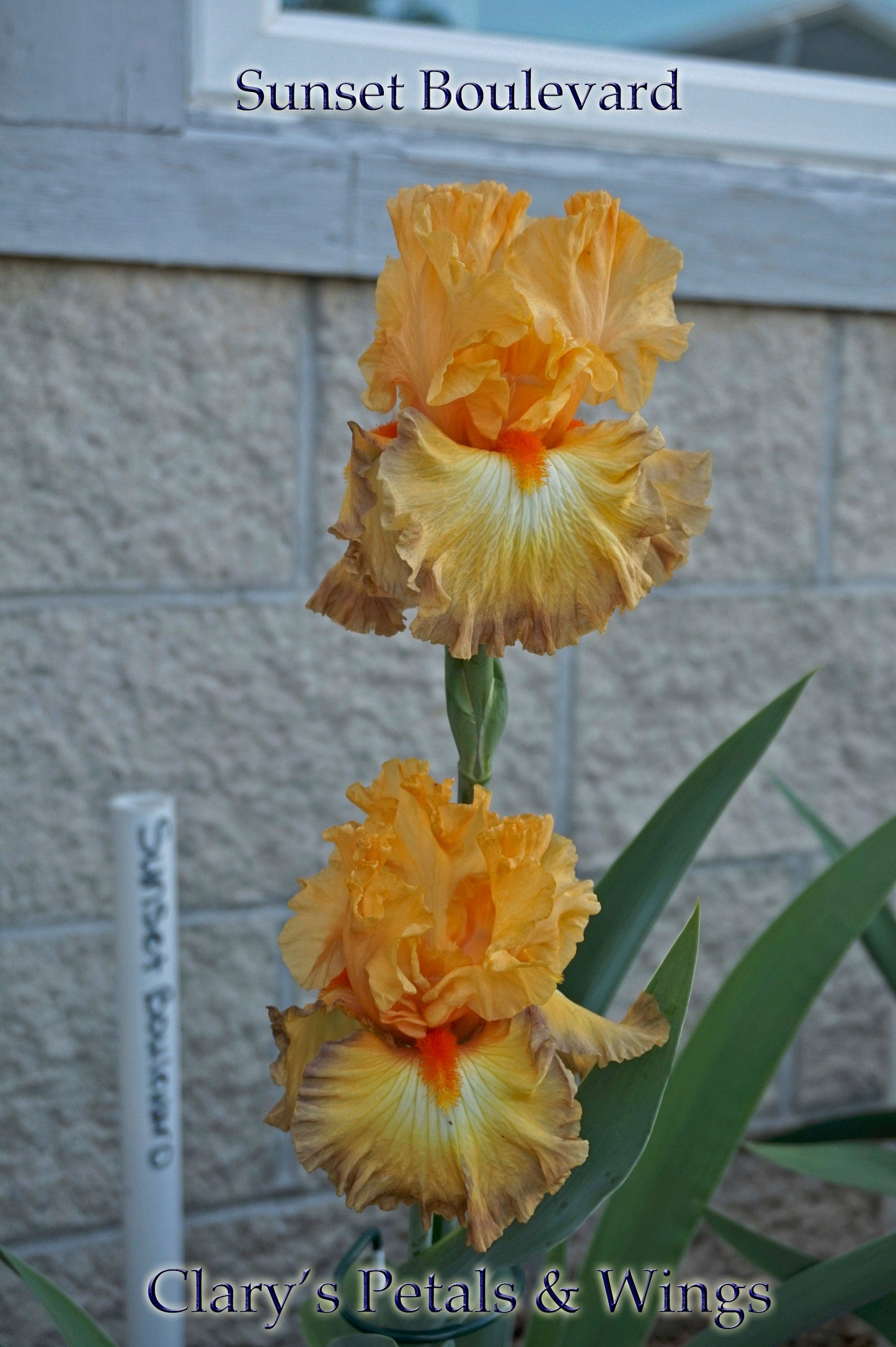 SUNSET BOULEVARD - 2017 - TB