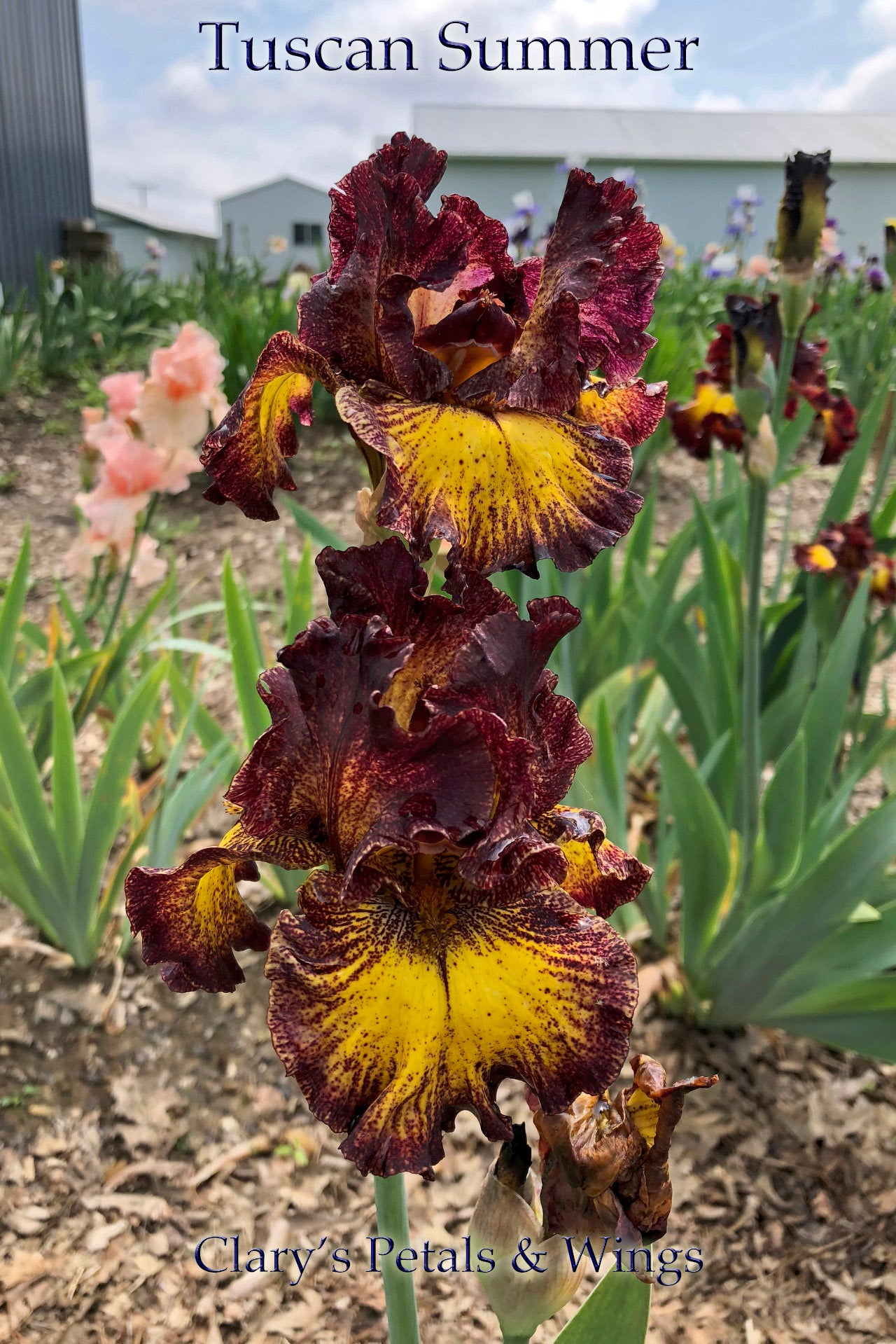 TUSCAN SUMMER - 2010 - TB