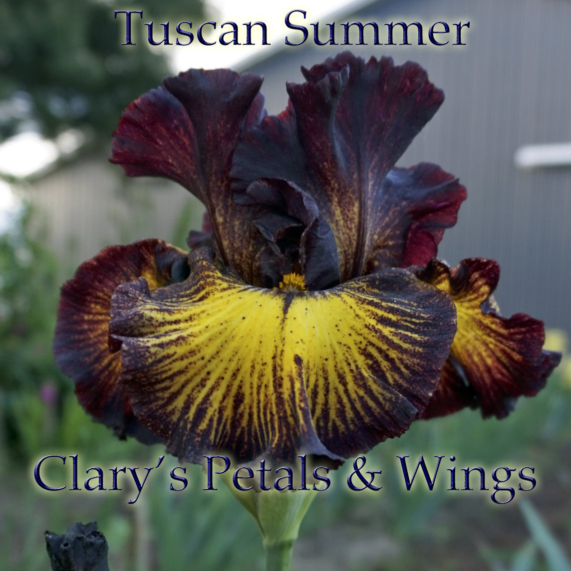 TUSCAN SUMMER - 2010 - TB