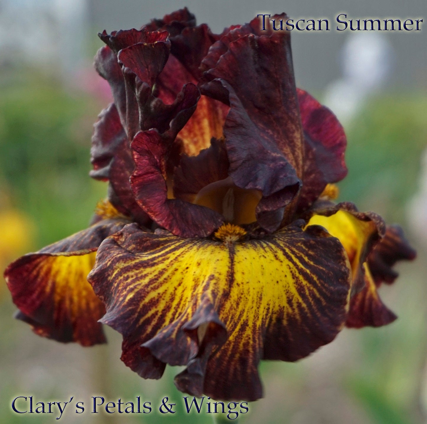 TUSCAN SUMMER - 2010 - TB