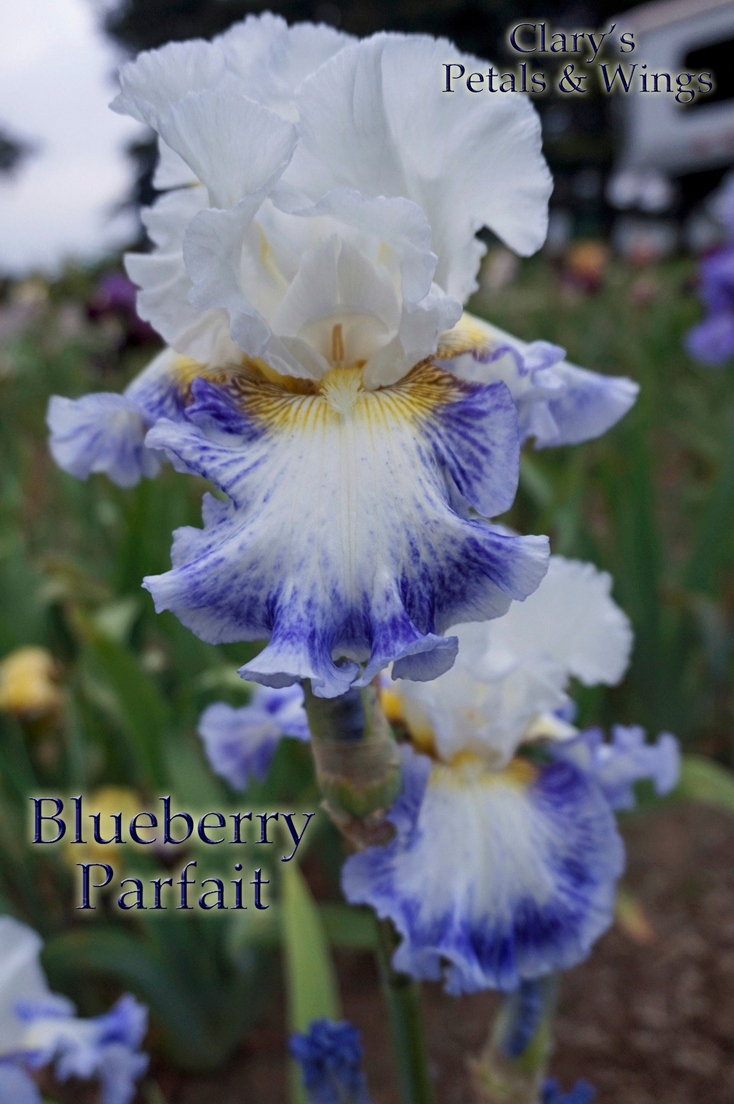 BLUEBERRY PARFAIT - 2009 - TB