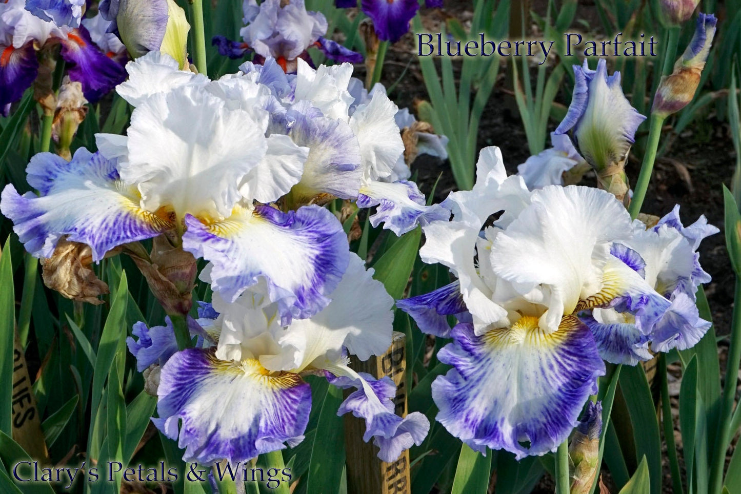 BLUEBERRY PARFAIT - 2009 - TB